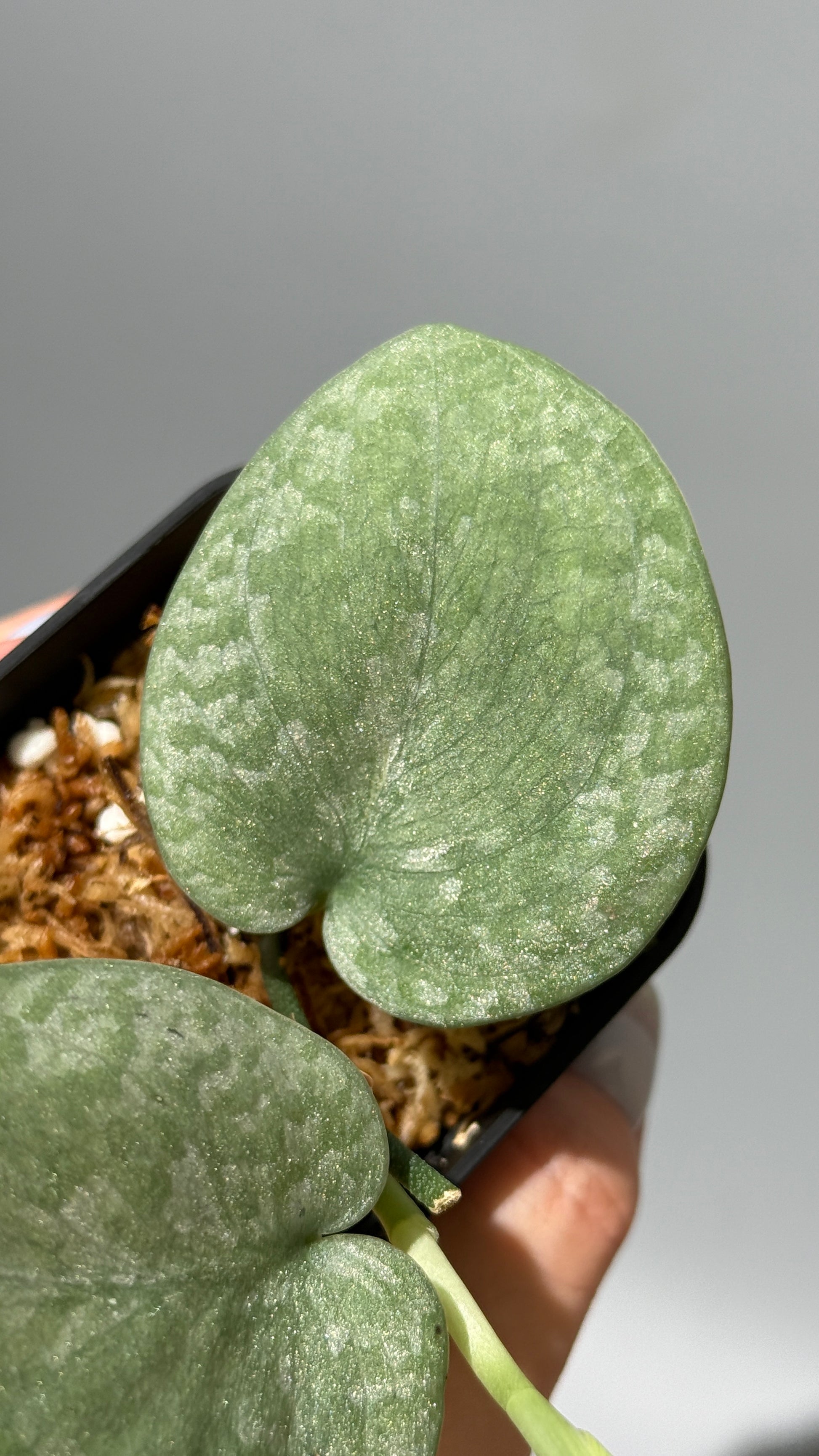スキンダプサス トリカラー プラチナム  / Scindapsus Tricolor silver platinum full silver (1)