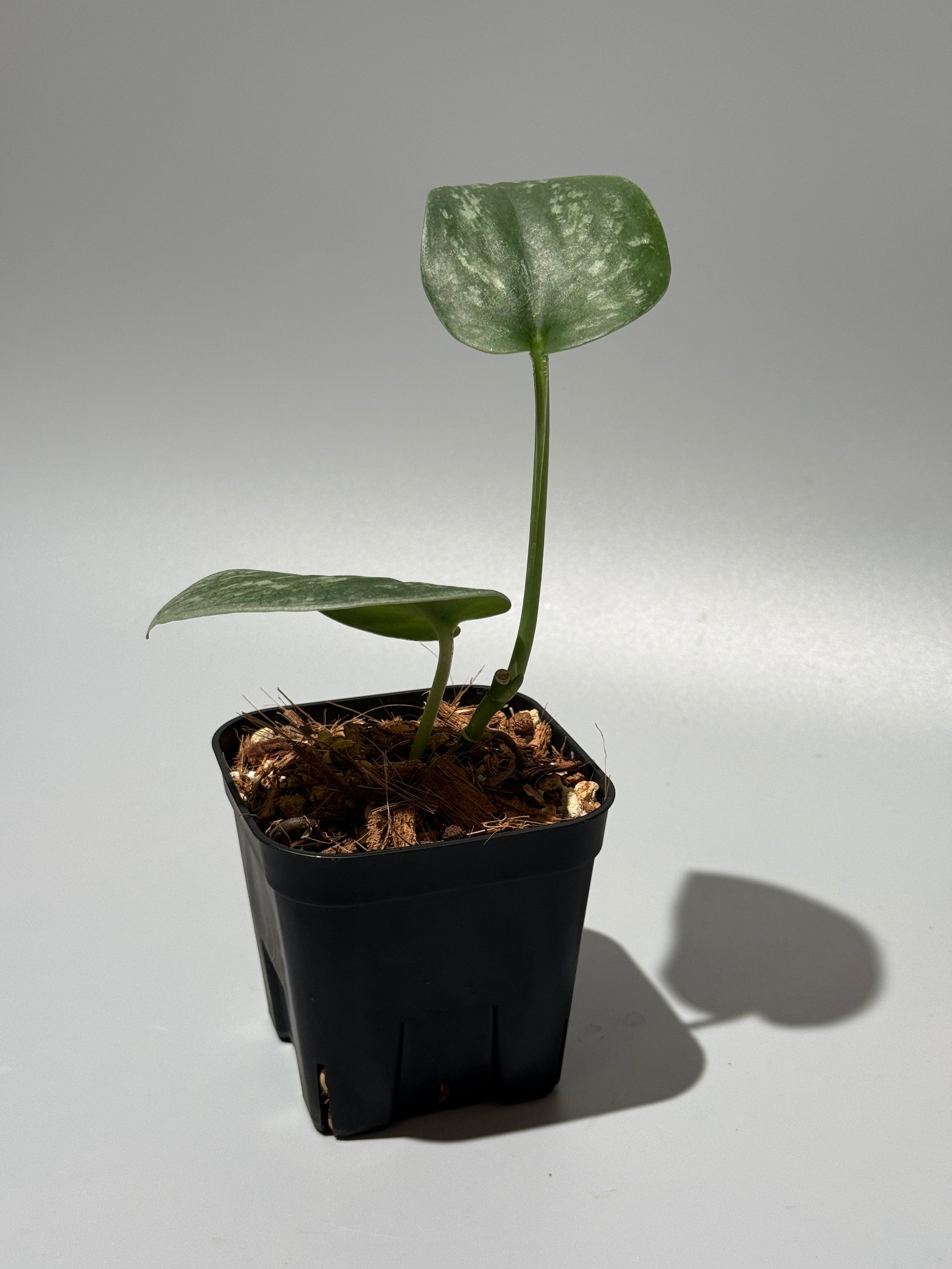 スキンダプサス  Sp.カリマンタン / Scindapsus Sp.Kalimantan (1)