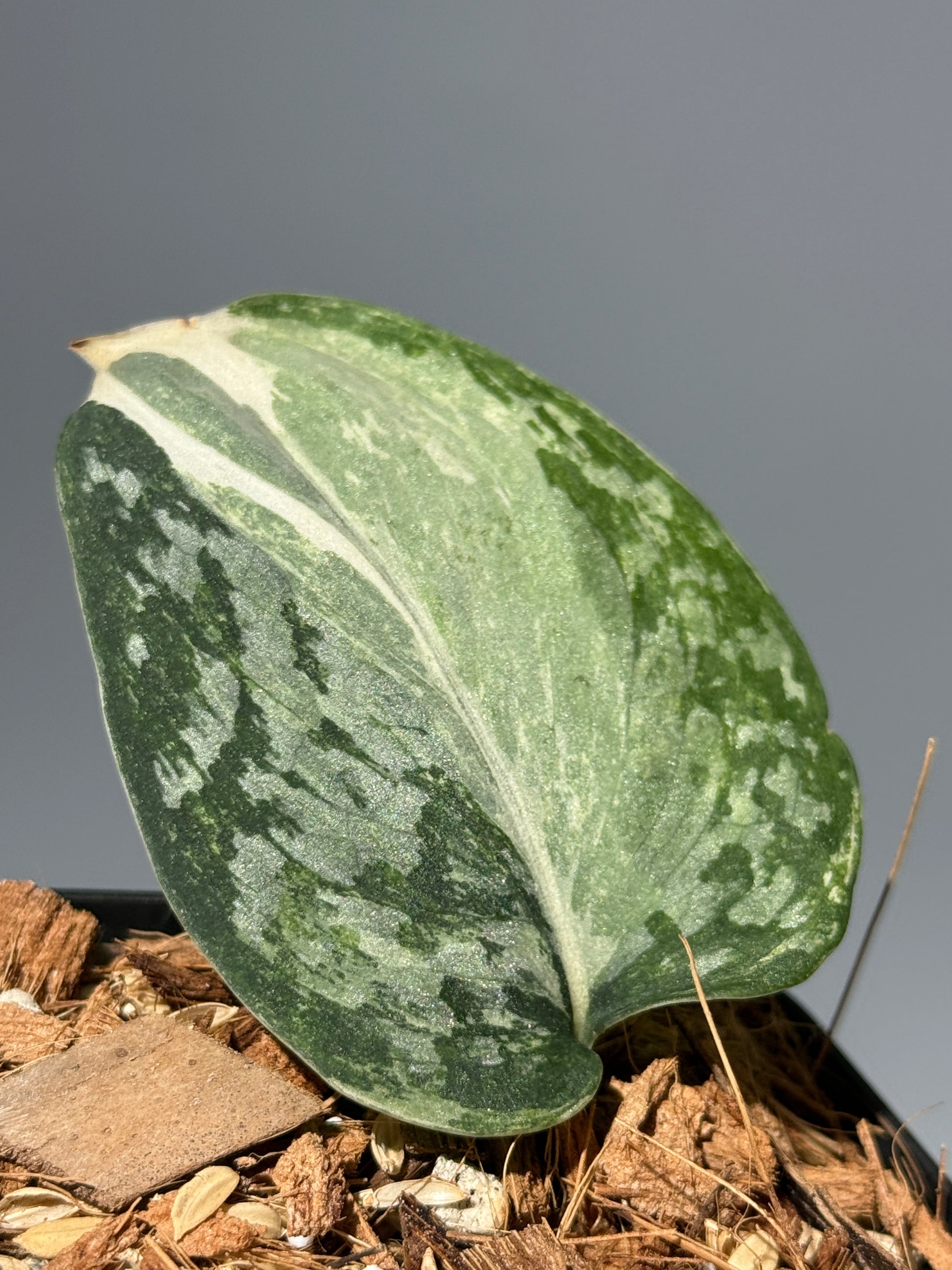 スキンダプサス エキゾチカ アルボ / Scindapsus exotica albo (1)