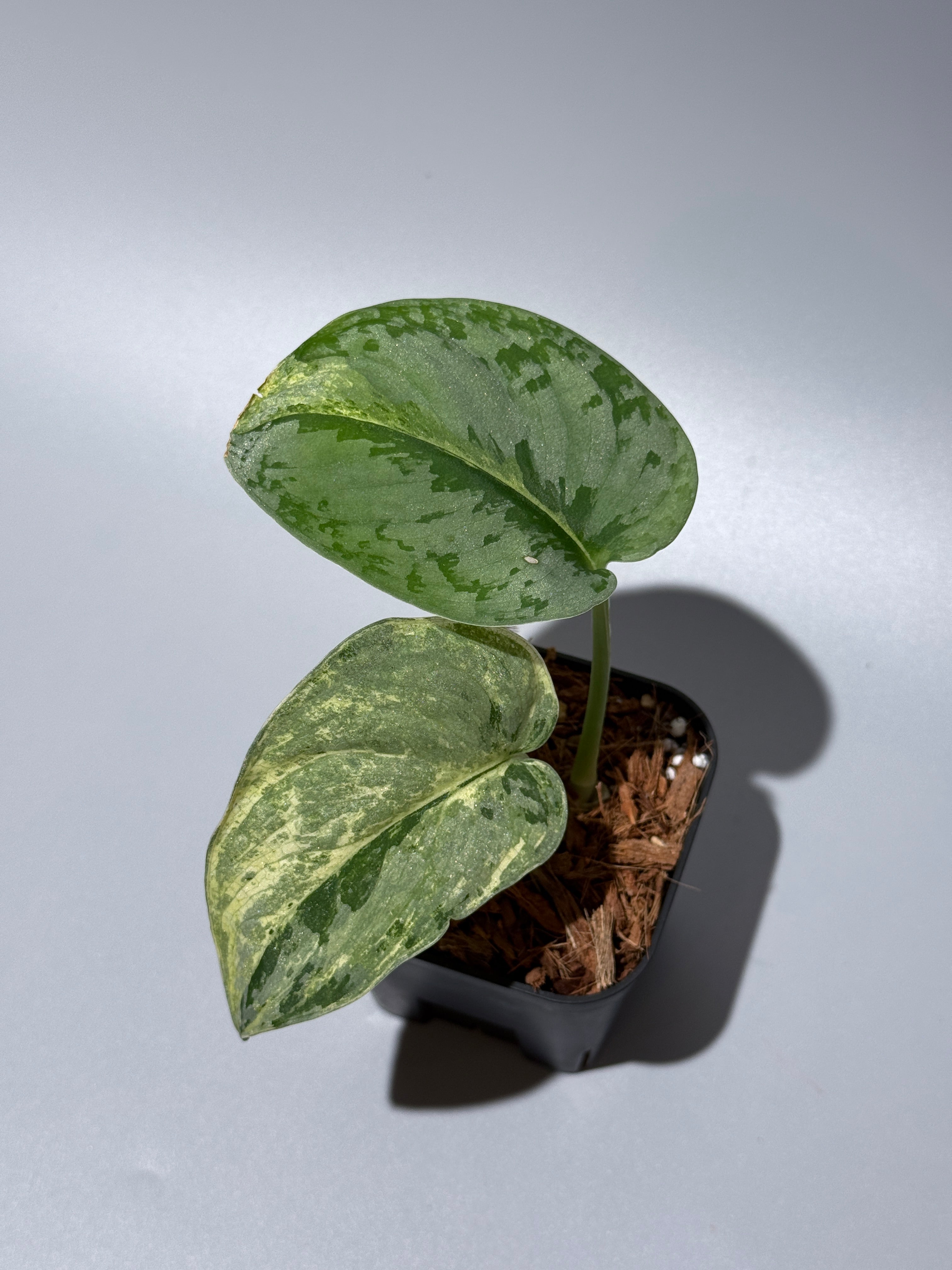 スキンダプサススーパームーン チリン / Scindapsus Supermoon tilung