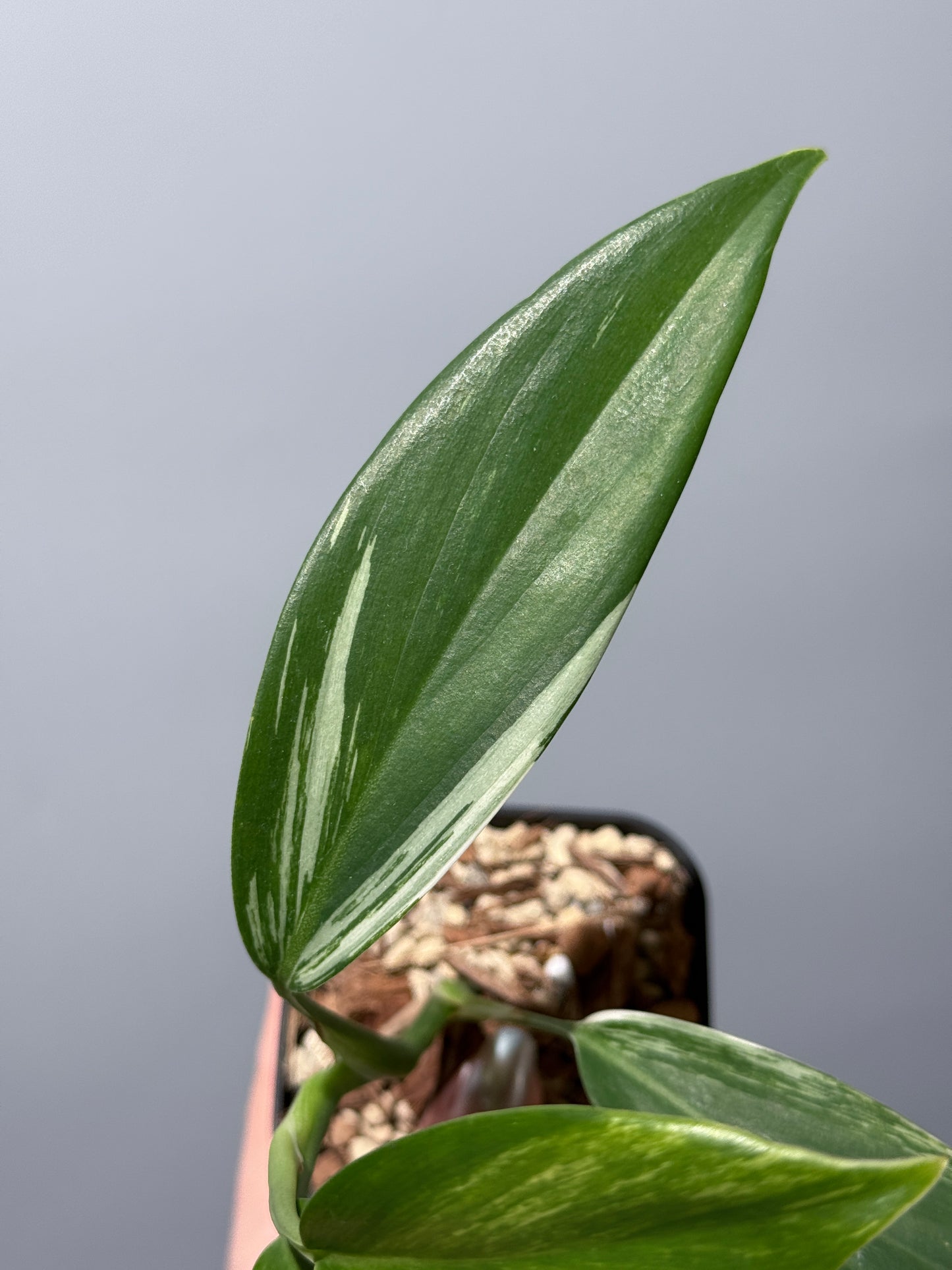 スキンダプサス コリアセウス アルボ / Scindapsus coriaceus albo (1)