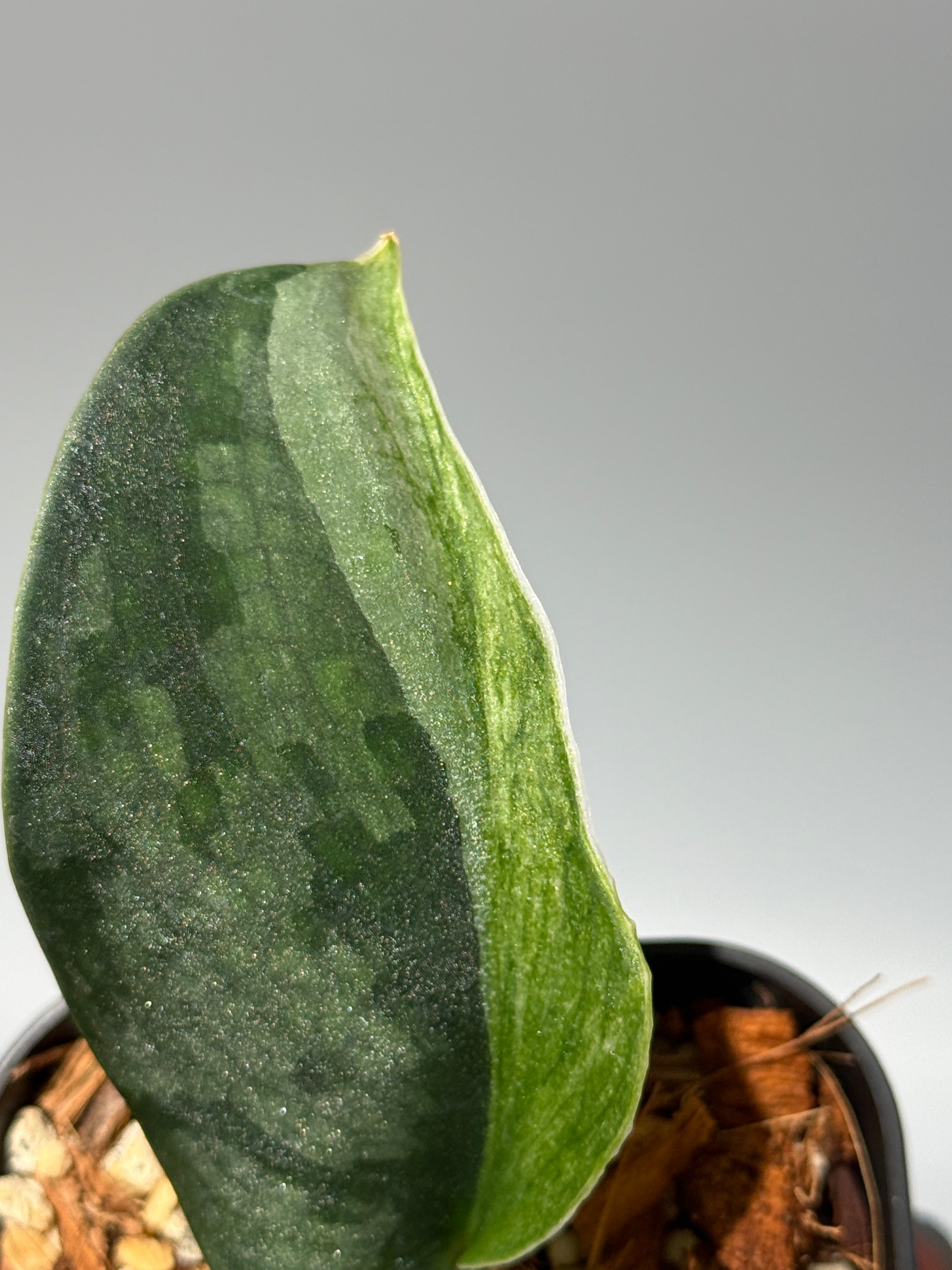 All Plants – Page 2 – Nakayama-Plants