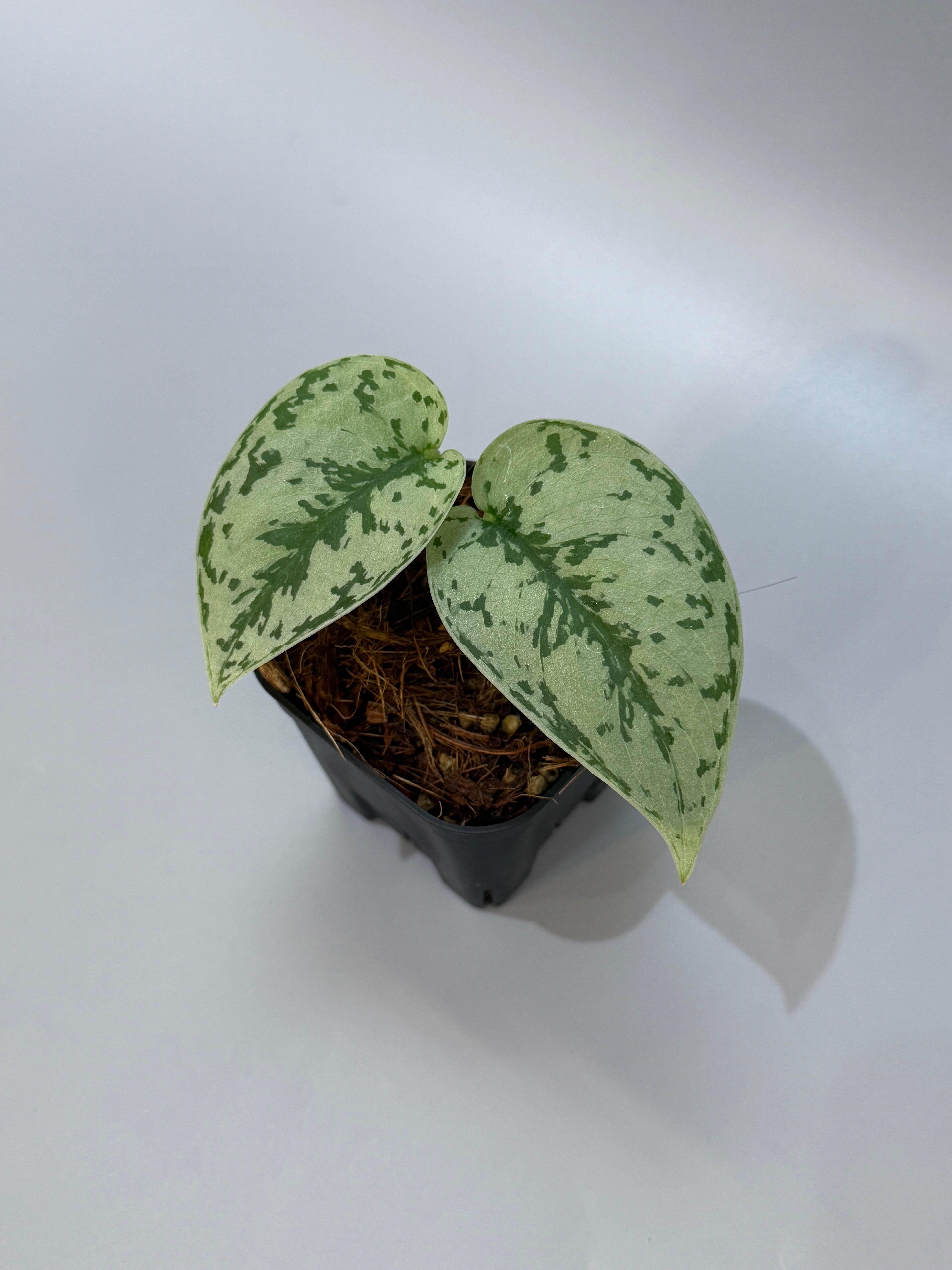 (December⭐︎)スキンダプサス バクダパティp1 ダークフォーム スキンダプサス | STORES