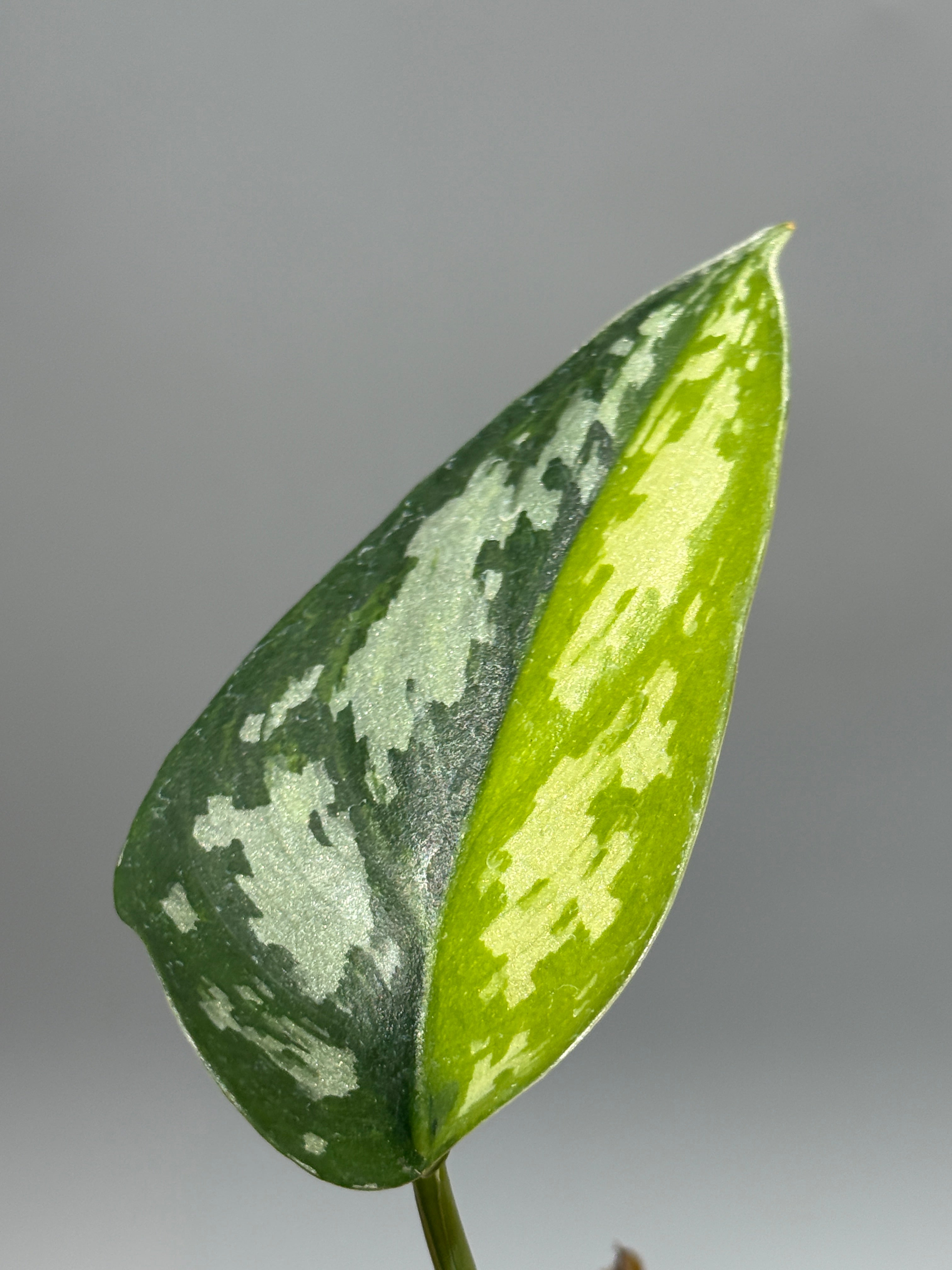 All Plants – Nakayama-Plants