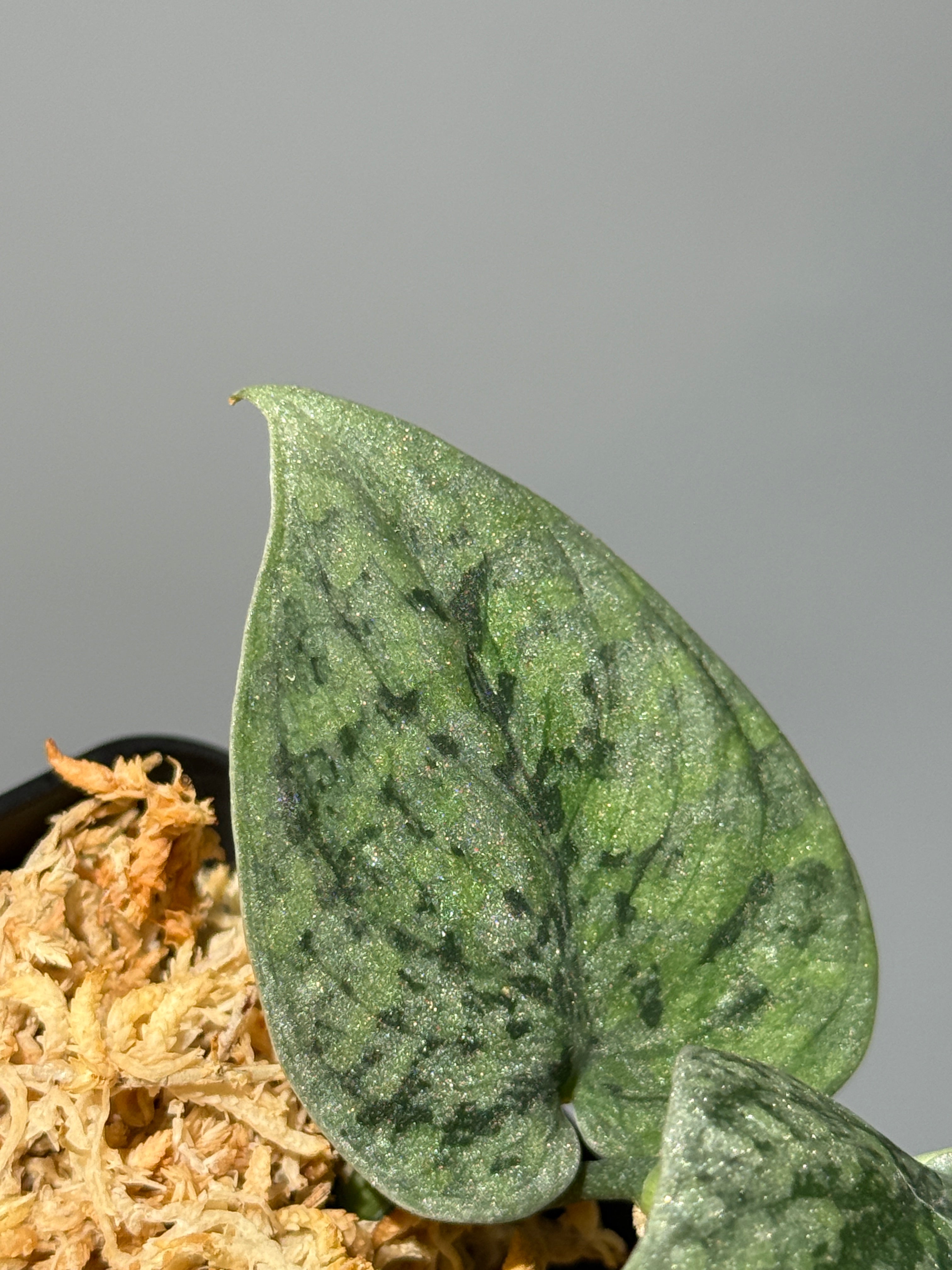 All Plants – Nakayama-Plants