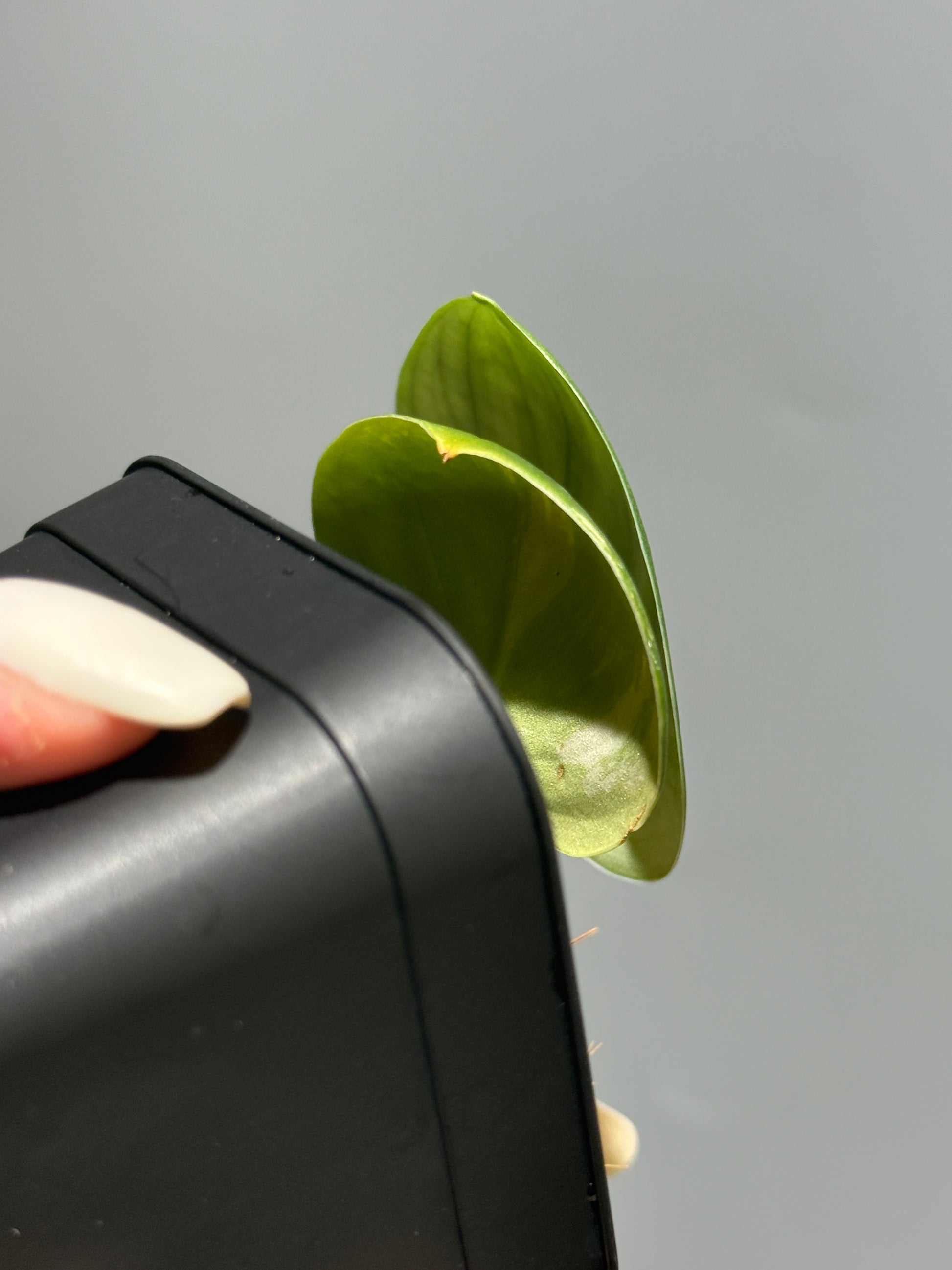スキンダプサス ルビコン 斑入り  / Scindapsus Rubicon var.  (1)