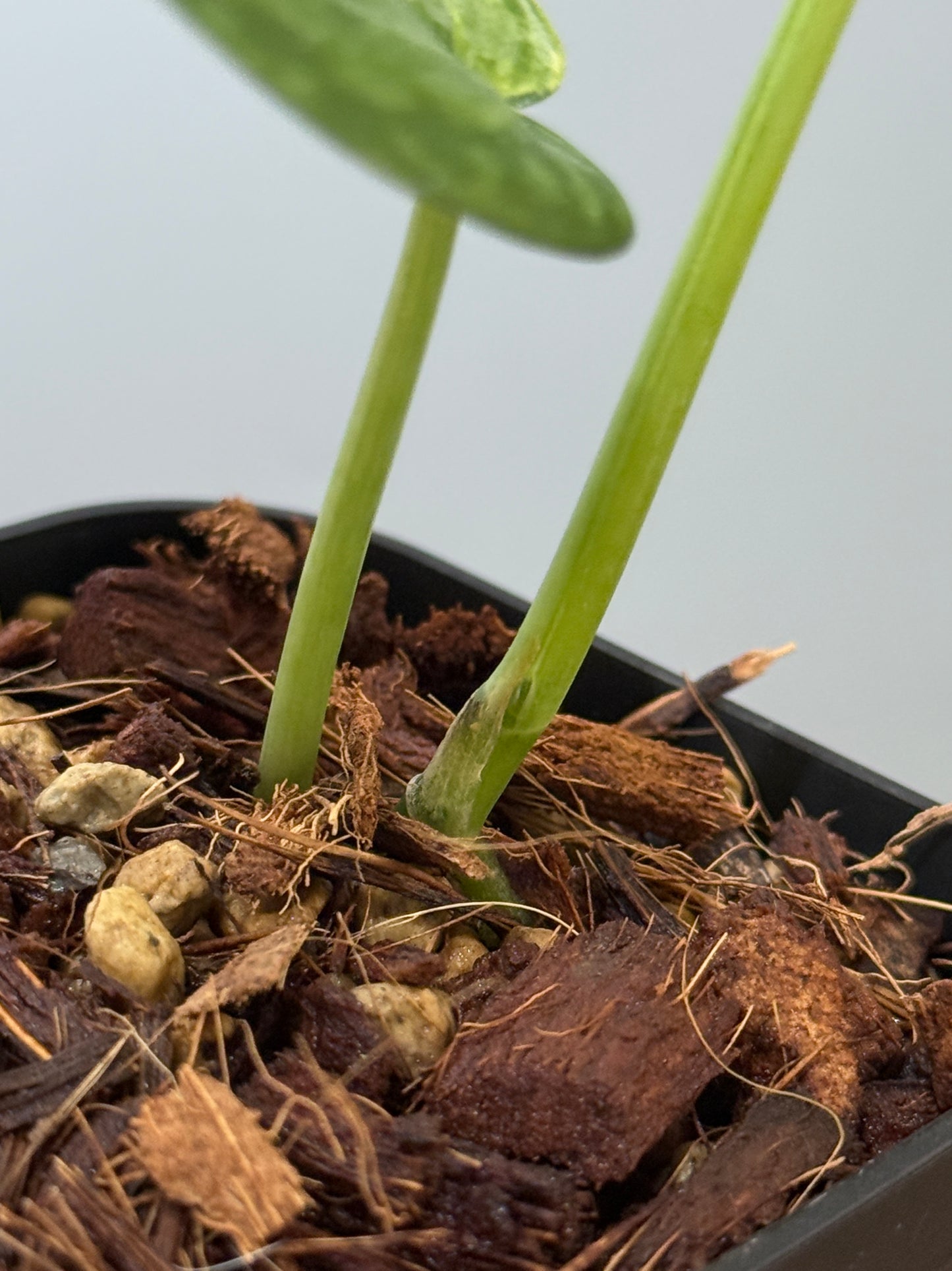 スキンダプサス プサカ / Scindapsus pusaka  (2)