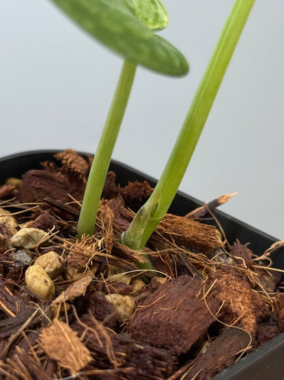 スキンダプサス プサカ / Scindapsus pusaka  (2)