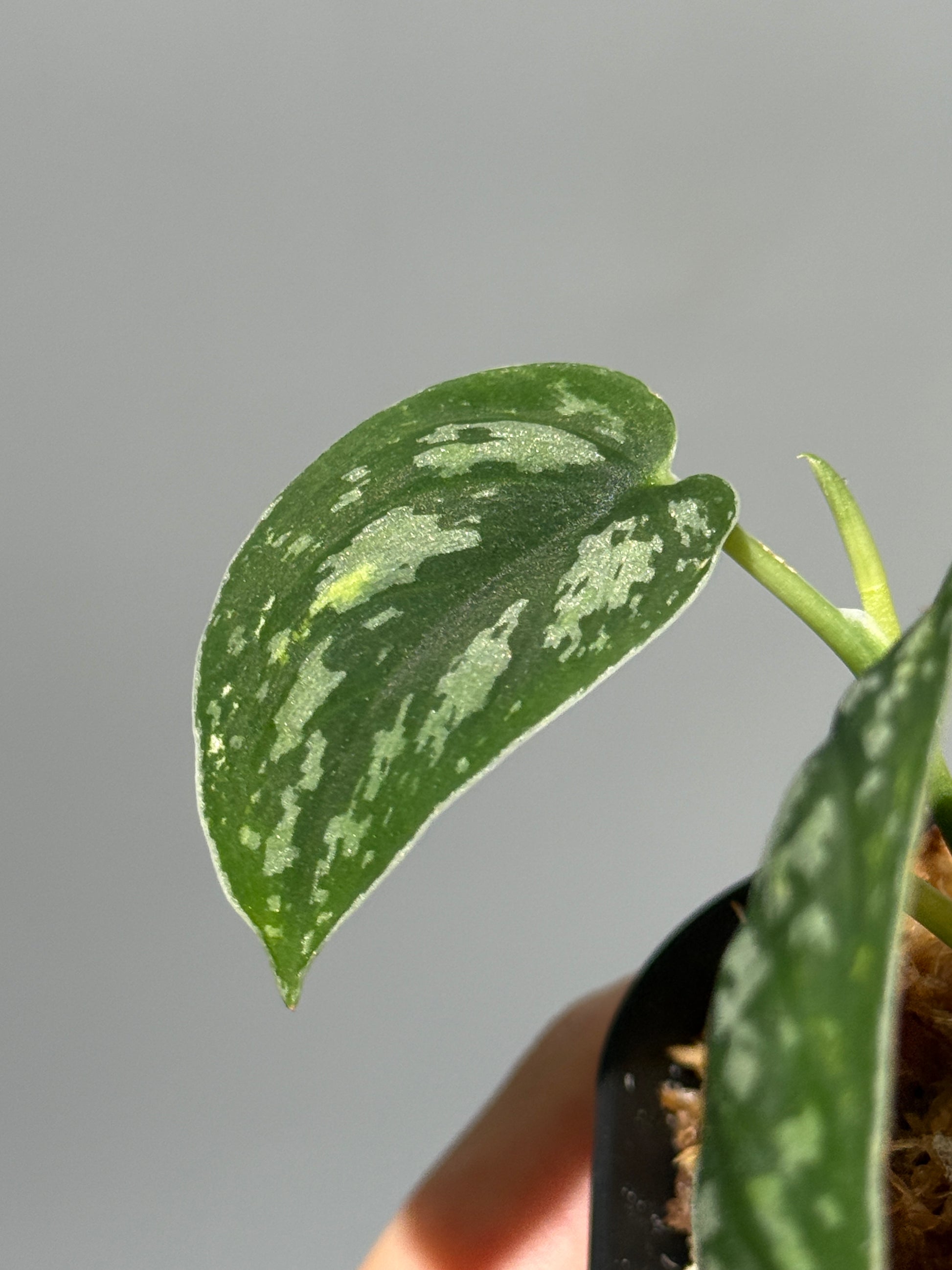 スキンダプサス トリカラー ダーク / Scindapsus Tricolor dark (1)