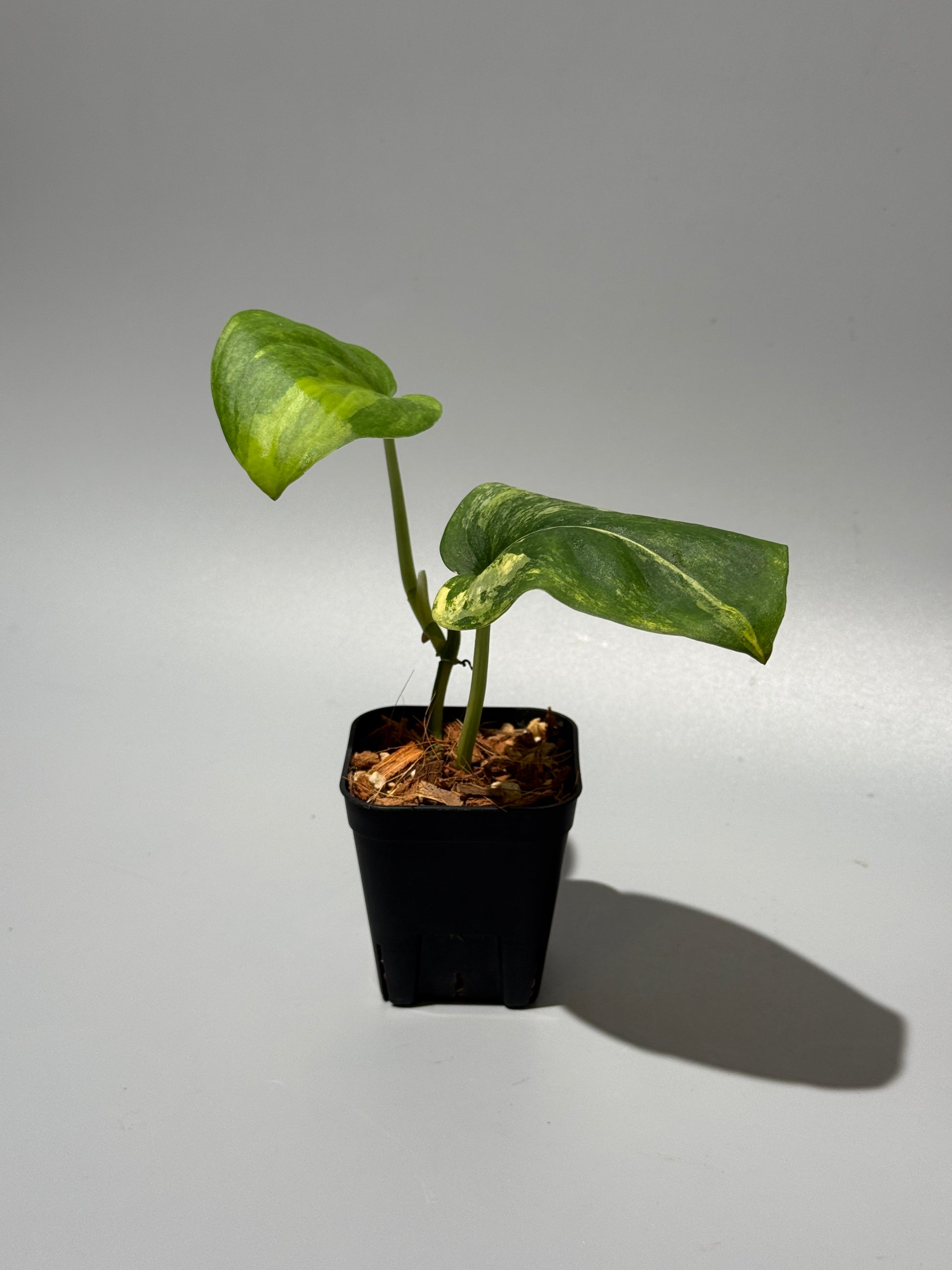 スキンダプサス ジェイドサテン オーレア  / Scindapsus jadesatin aurea (1)