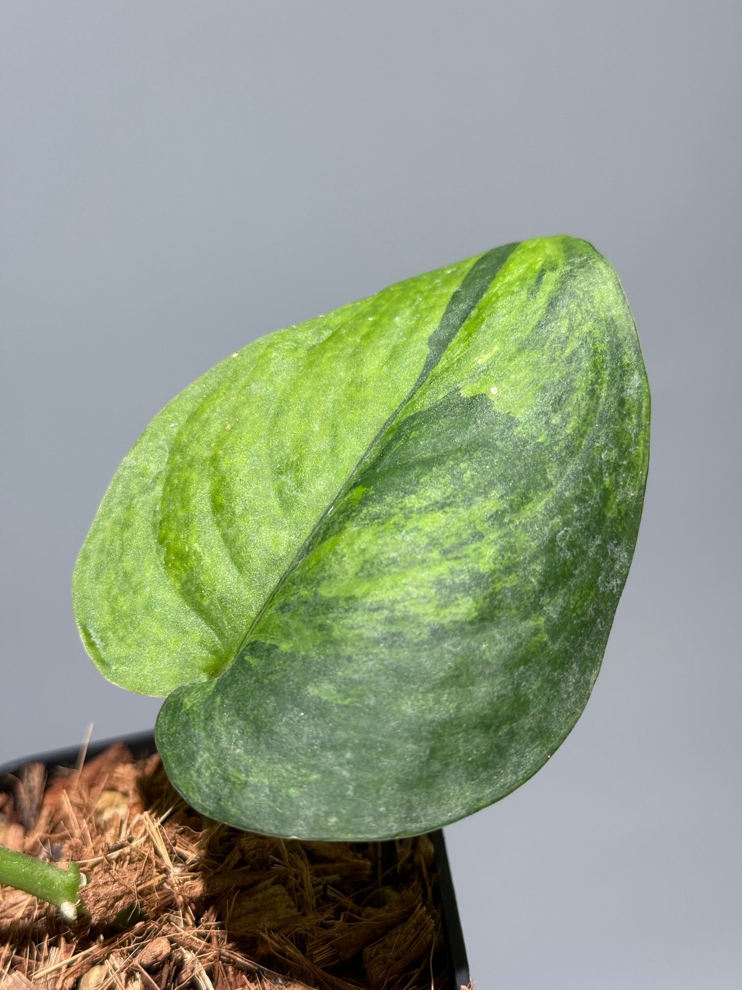 スキンダプサス レオパード グリーンオングリーン / Scindapsus Leopard GOG (1)