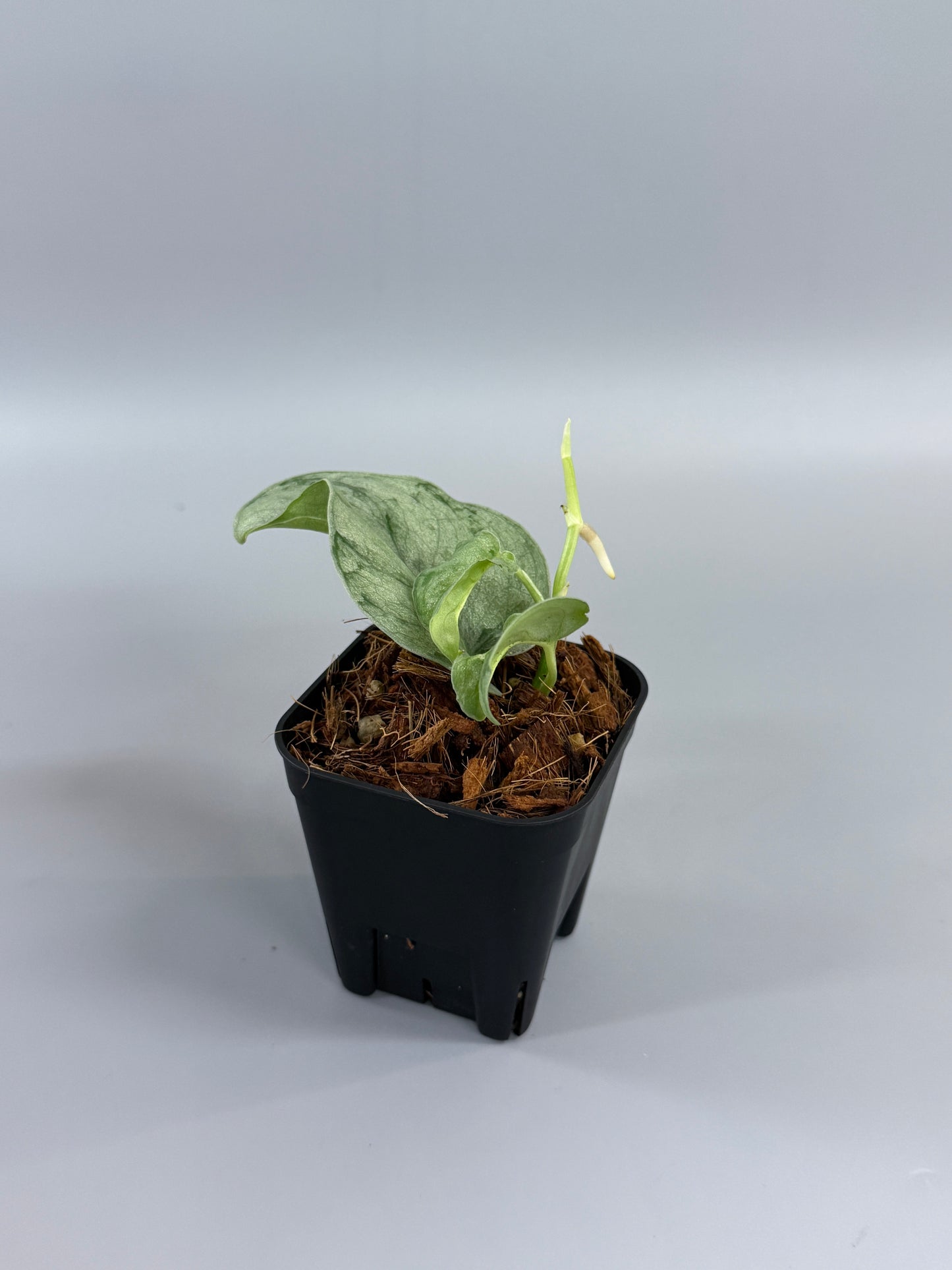 スキンダプサス ウィアード / Scindapsus Weirdo (2)