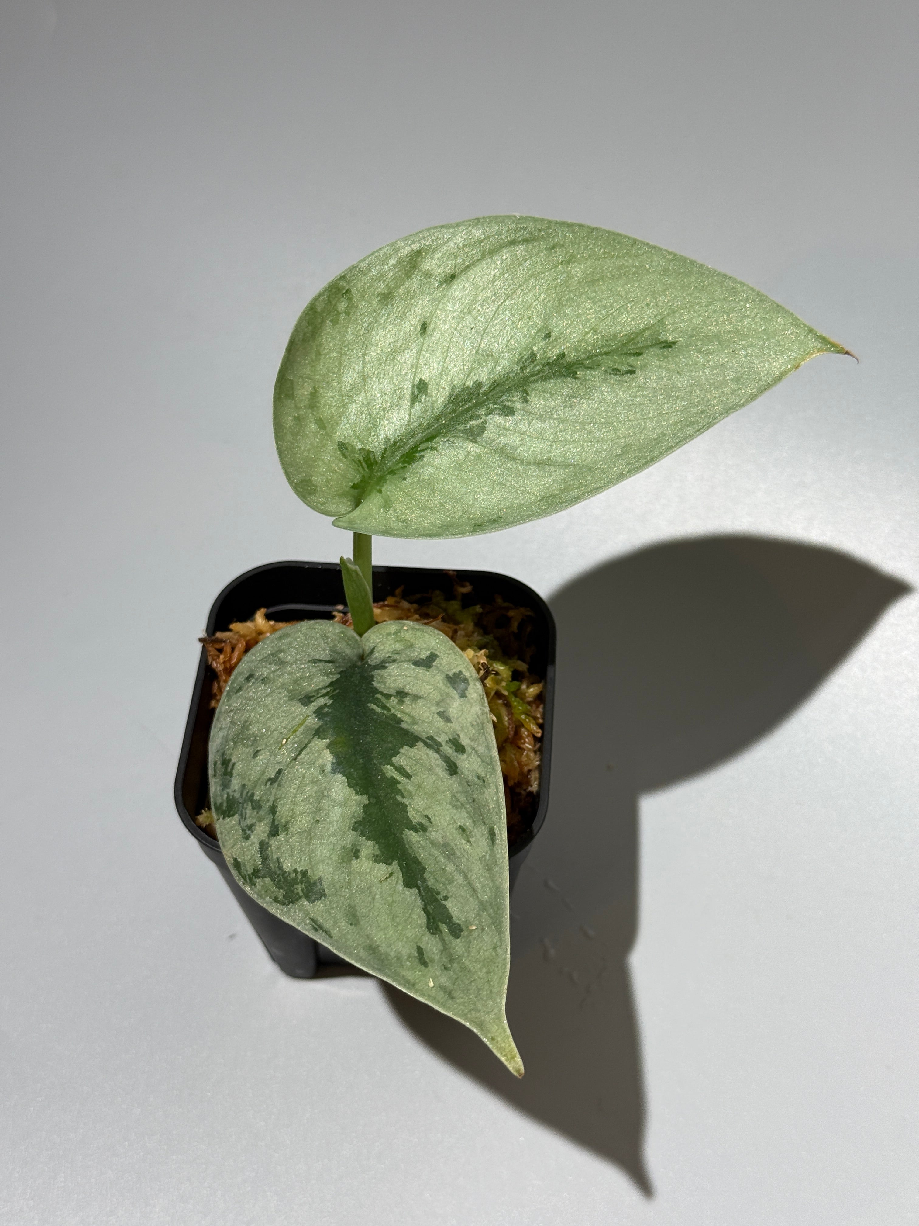 新着商品 – Nakayama-Plants