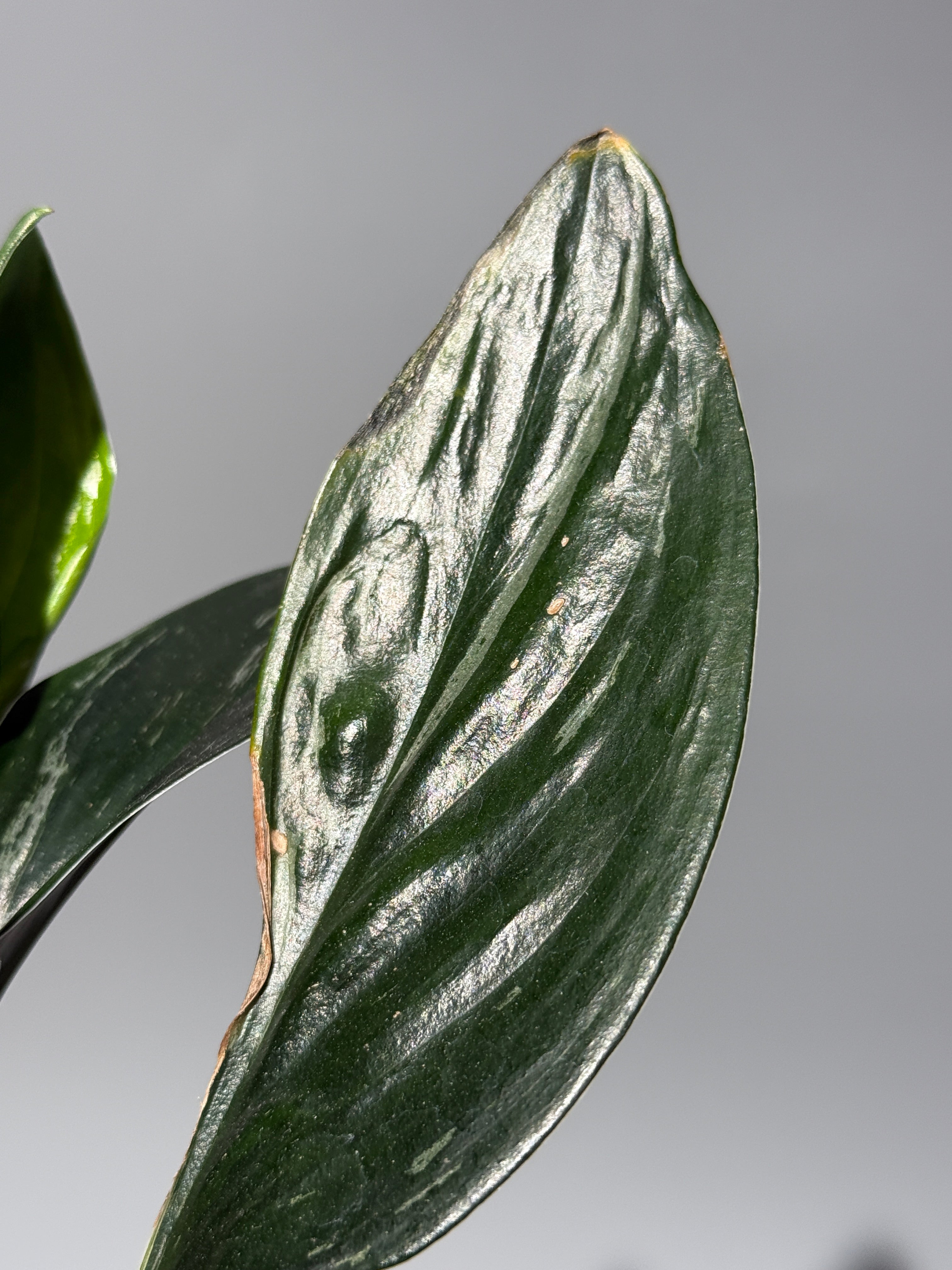 All Plants – Page 2 – Nakayama-Plants