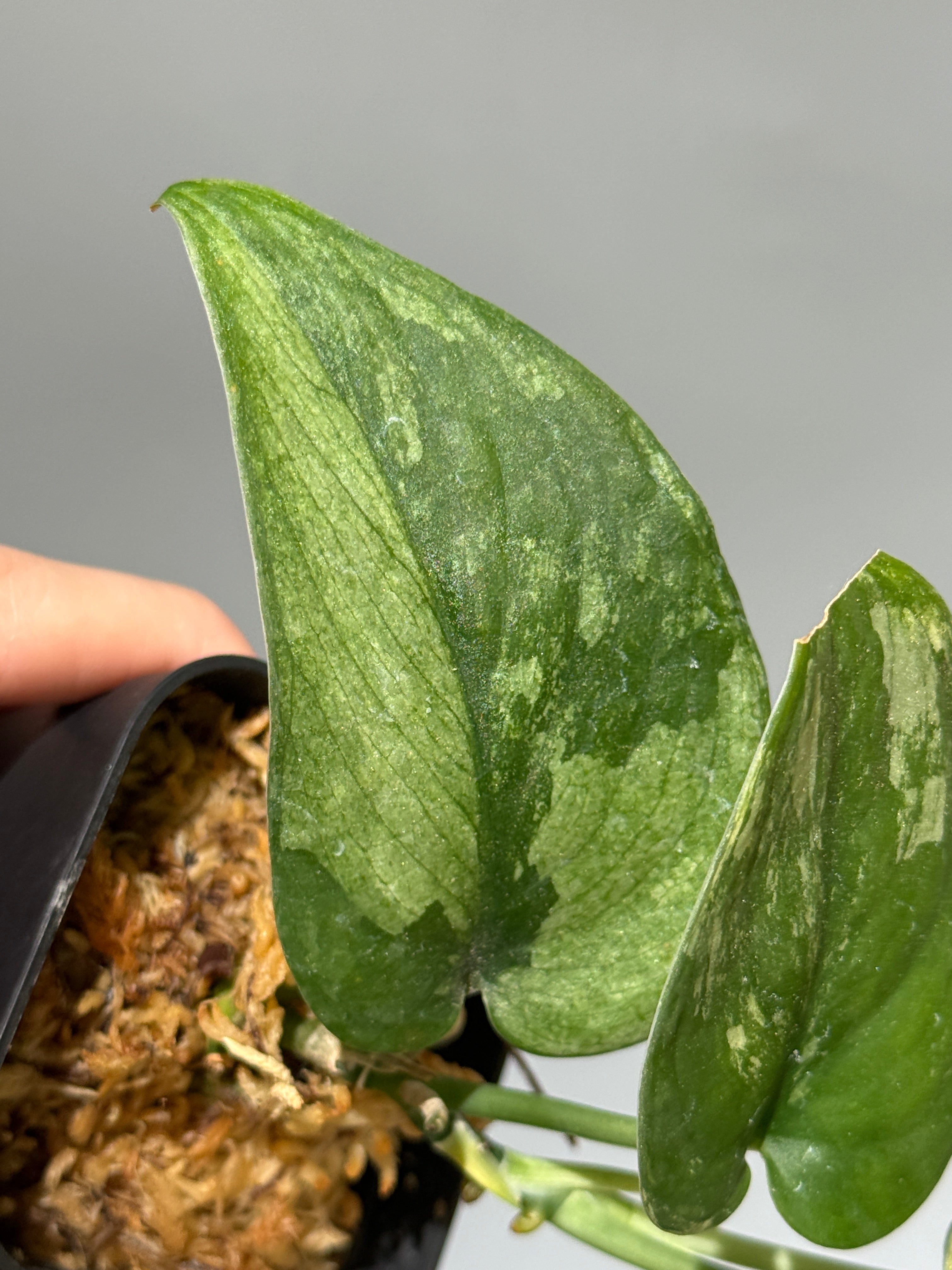 All Plants – Page 2 – Nakayama-Plants