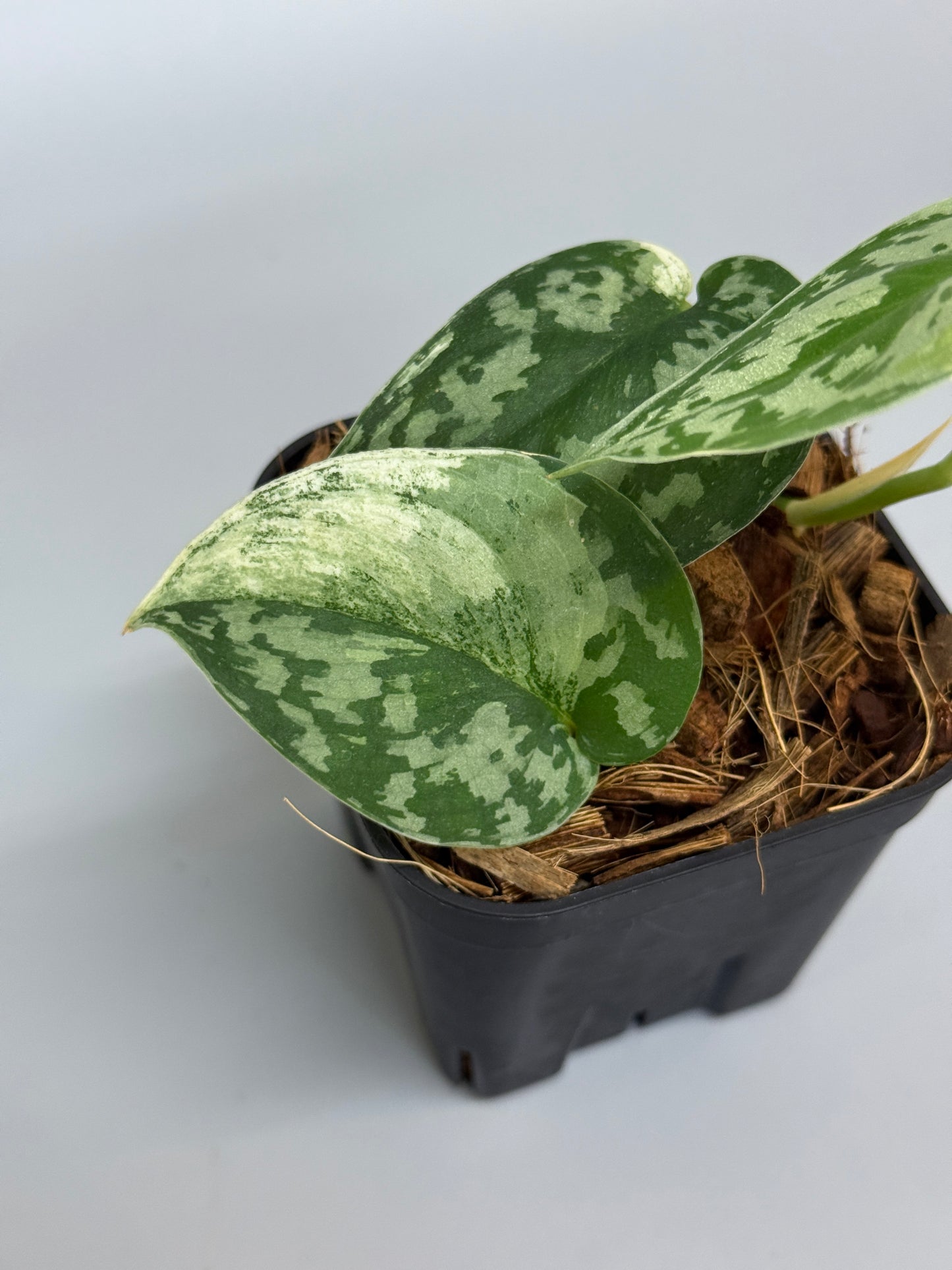 スキンダプサス マヤリ / Scindapsus mayari (3)