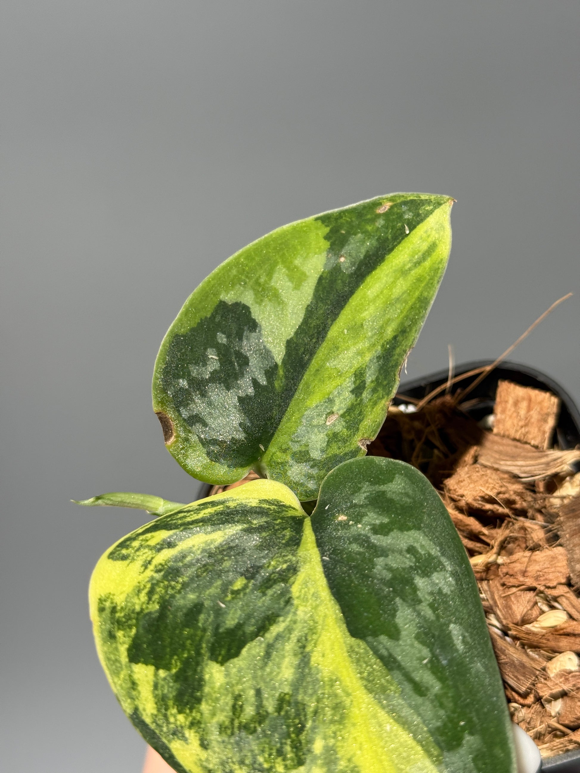 スキンダプサス グリーン ダイヤモンド / Scindapsus Green diamond (2)