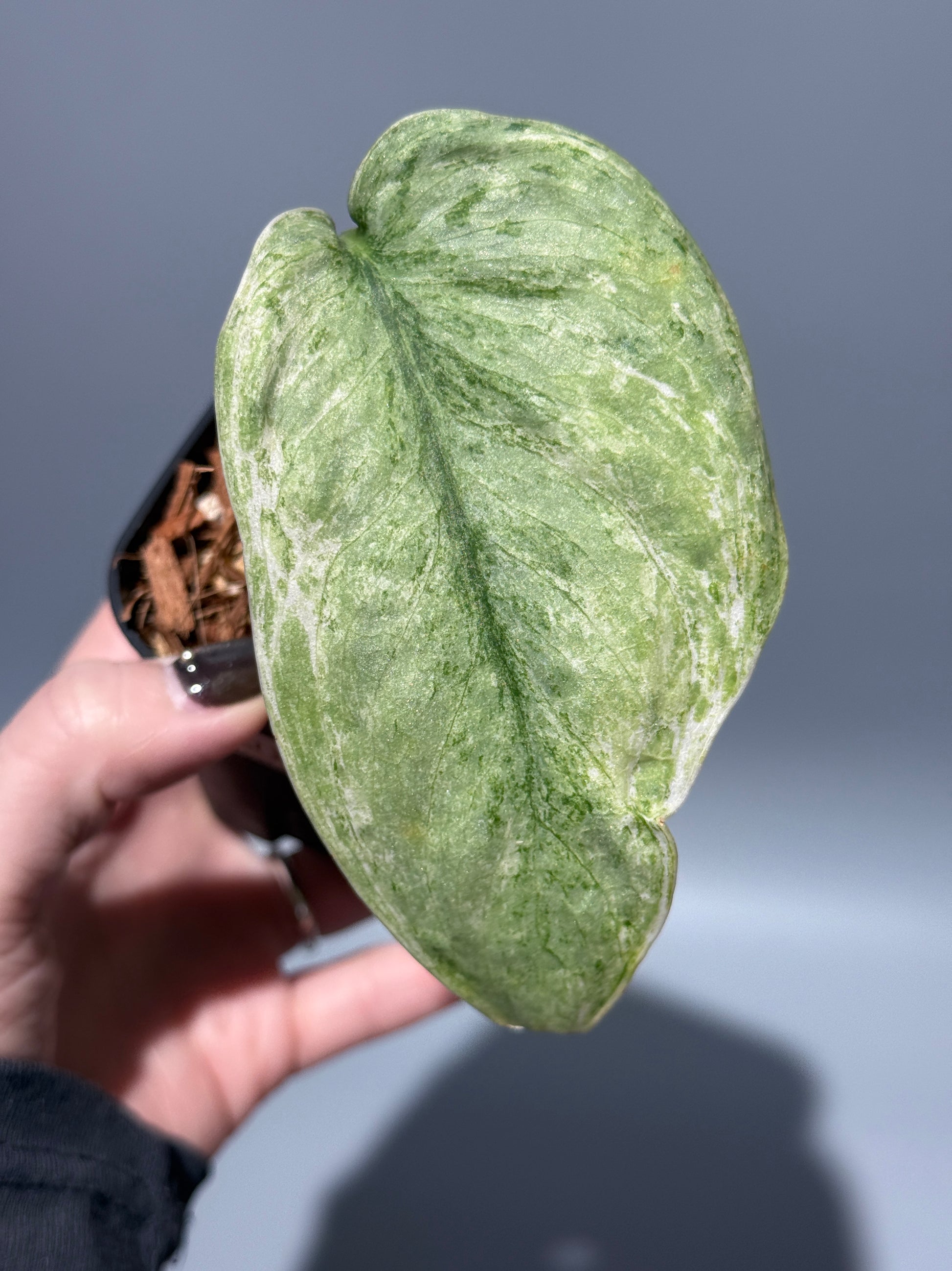 スキンダプサス ブルー スカイ/Scindapsus Blue sky  (1)