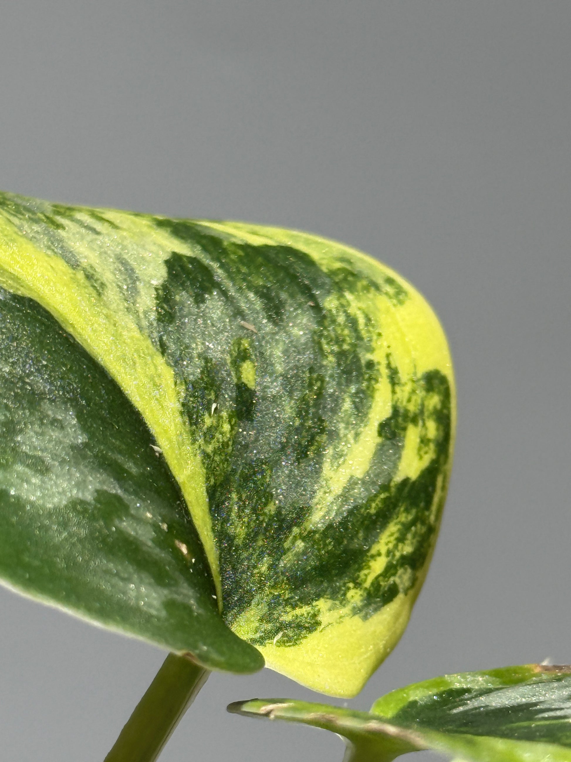 スキンダプサス グリーン ダイヤモンド / Scindapsus Green diamond (2)