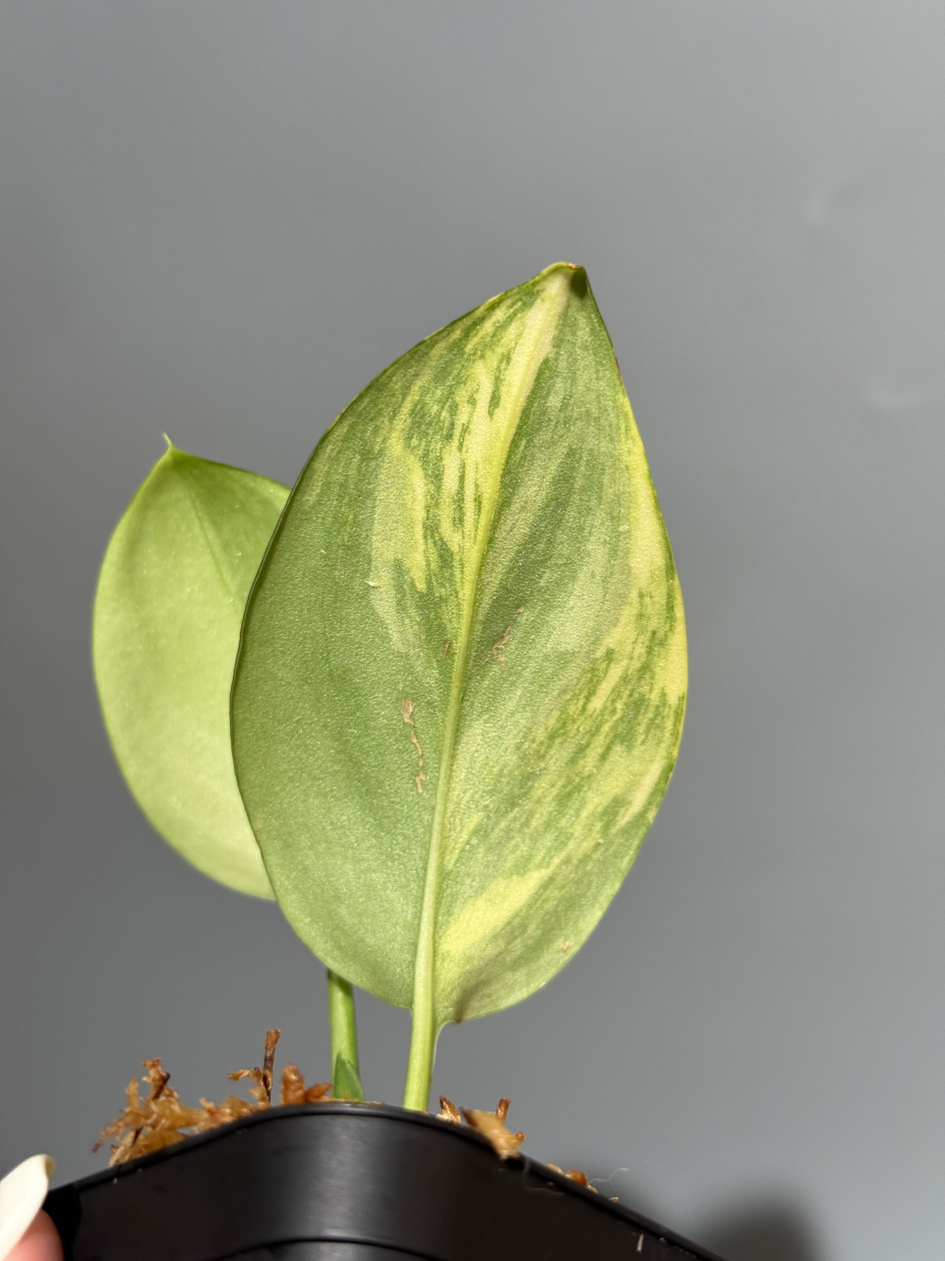 スキンダプサス ルビコン オーレア  / Scindapsus rubicon aurea (1)