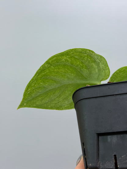 スキンダプサス ネビュラ / Scindapsus Nebula (2)