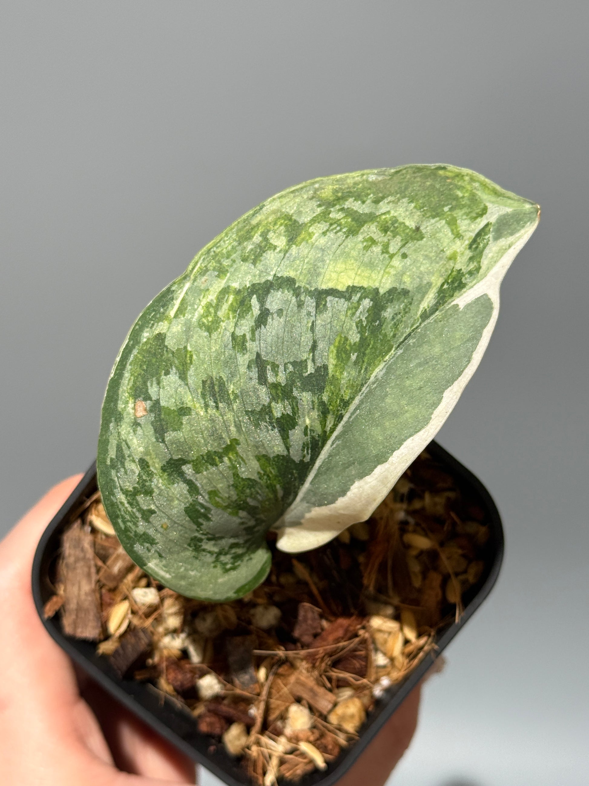 スキンダプサス エキゾチカ アルボ / Scindapsus exotica albo (1)