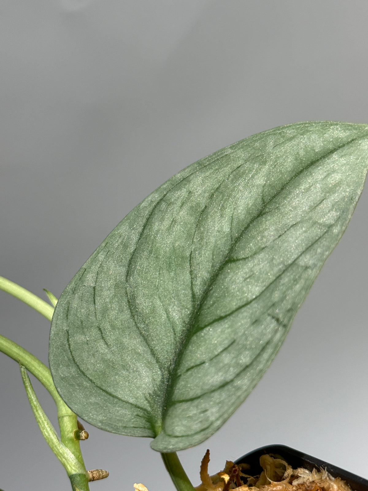 スキンダプサス グリーンベイン / Scindapsus Green vein (1)