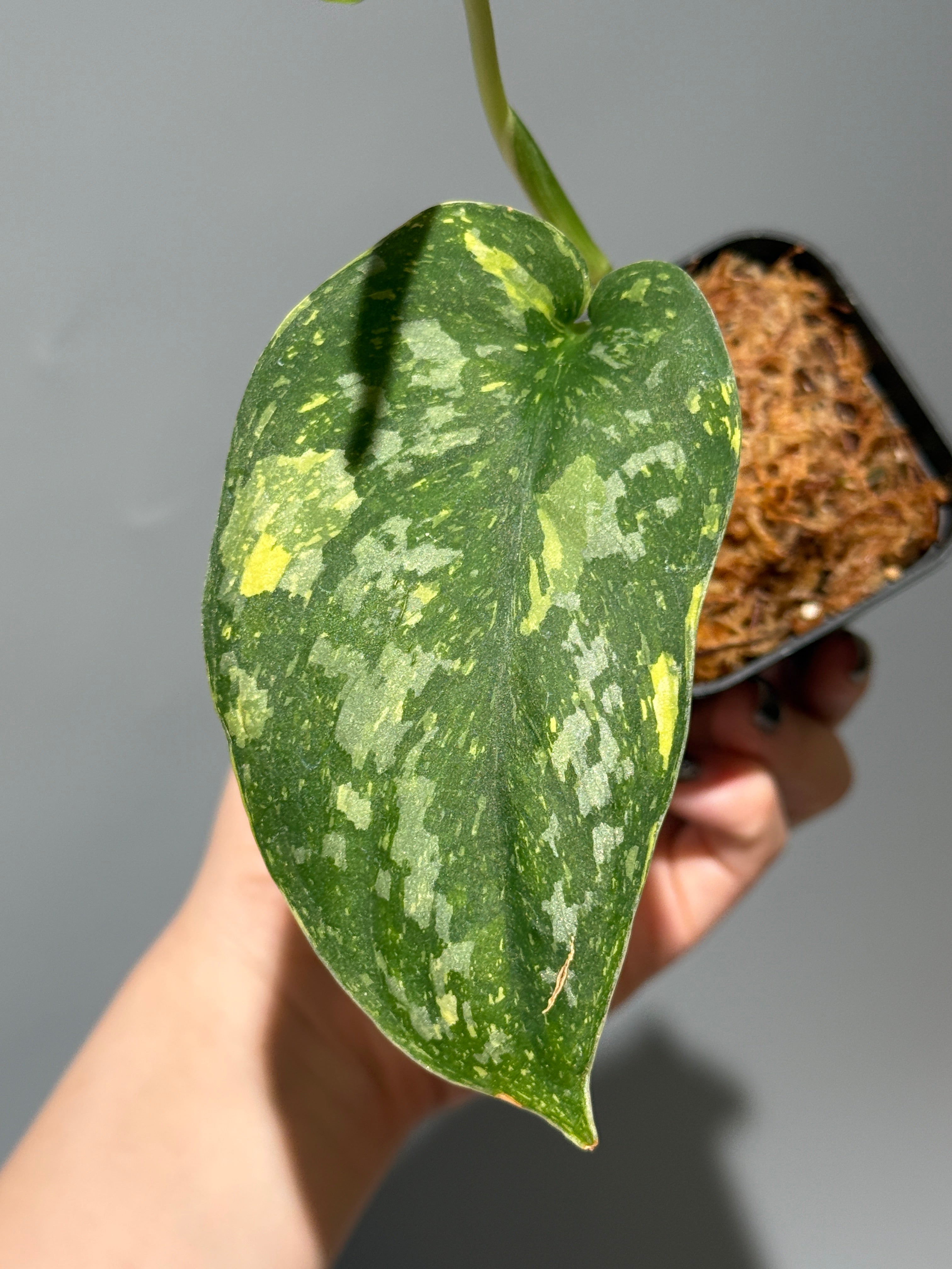 Nakayama Plants公式オンラインストア｜スキンダプサス専門店