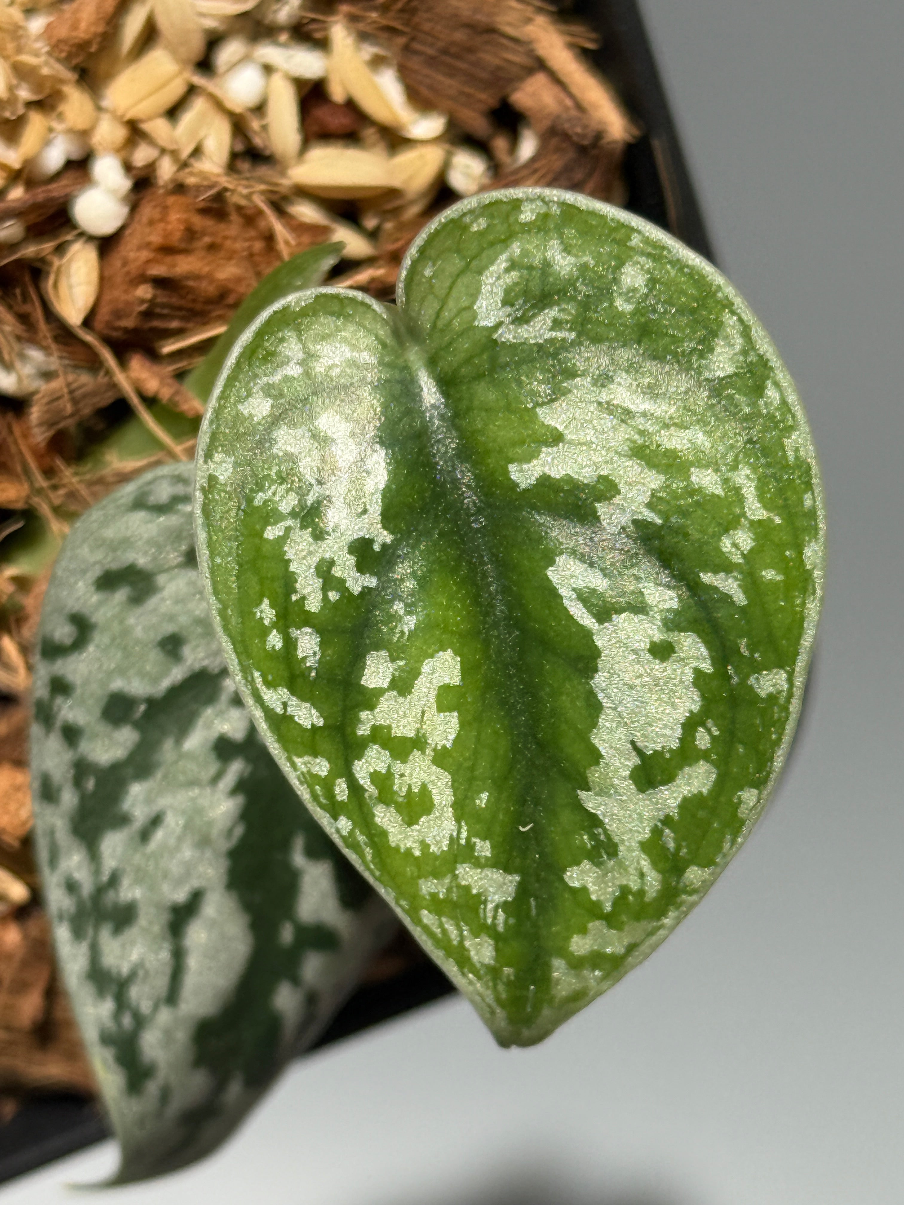 スキンダプサス・マリポーサ 斑入り　1 楽天市場】スキンダプサス（花・観葉植物｜花・ガーデン・DIY）の通販