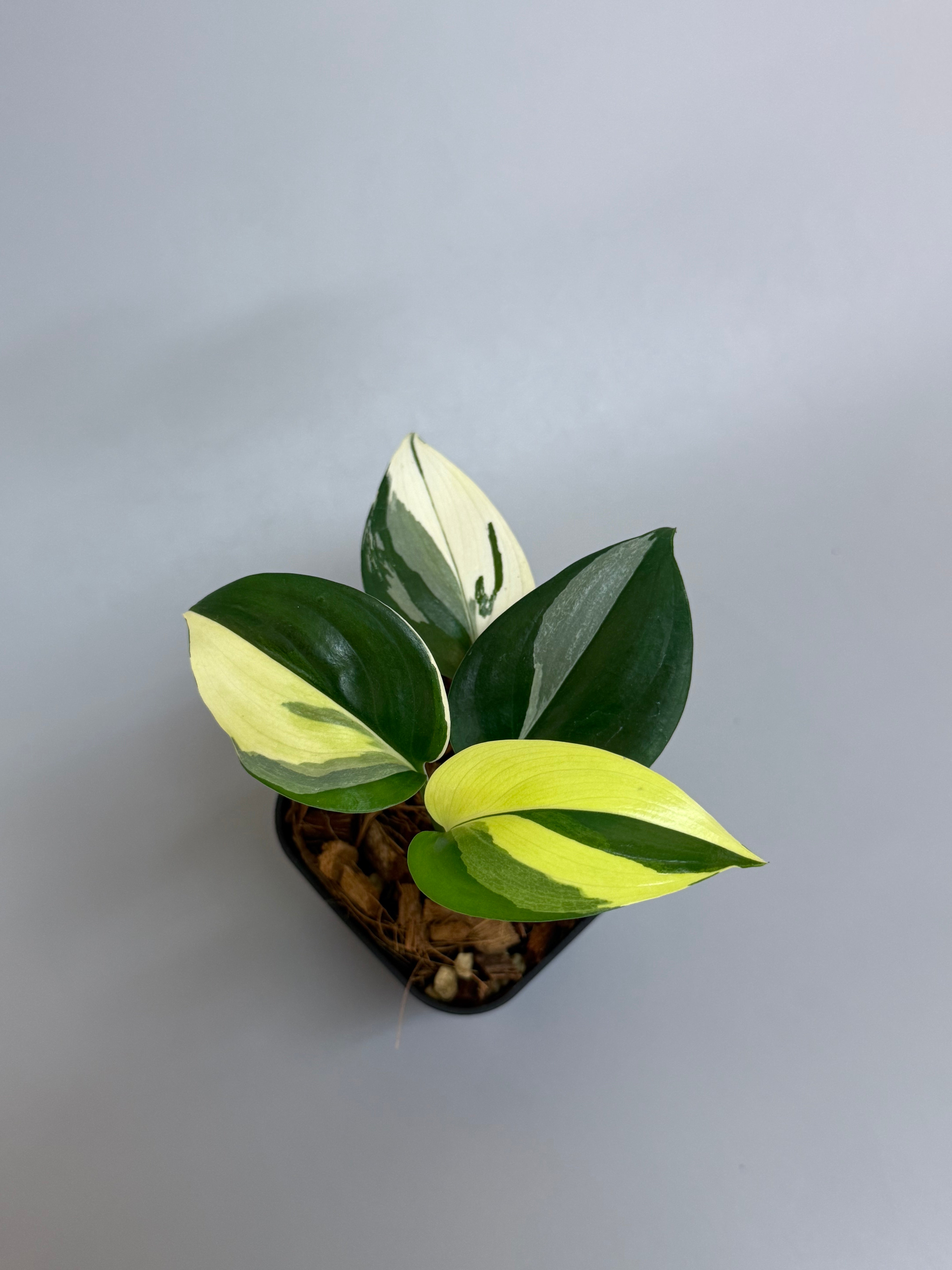 Nakayama Plants – Nakayama-Plants