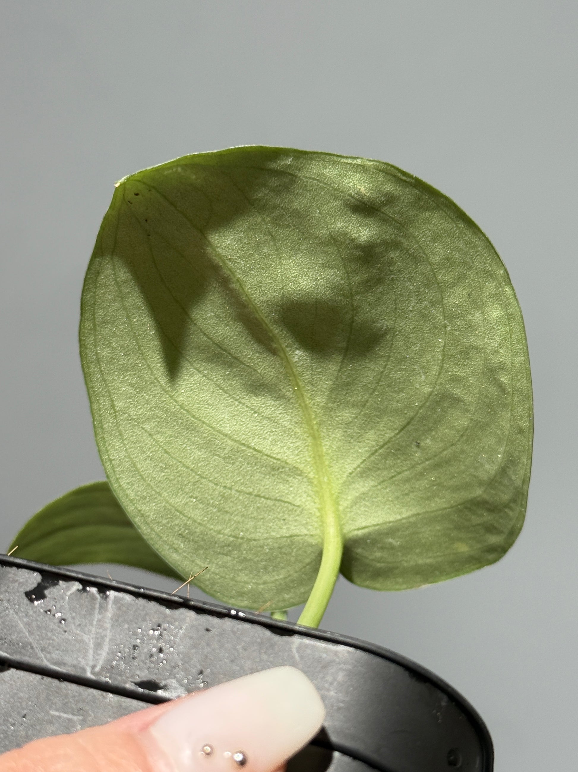 スキンダプサス ドラヤキ / Scindapsus Dorayaki (1)