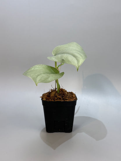 スキンダプサス エリンダ / Scindapsus Erlinda (3)