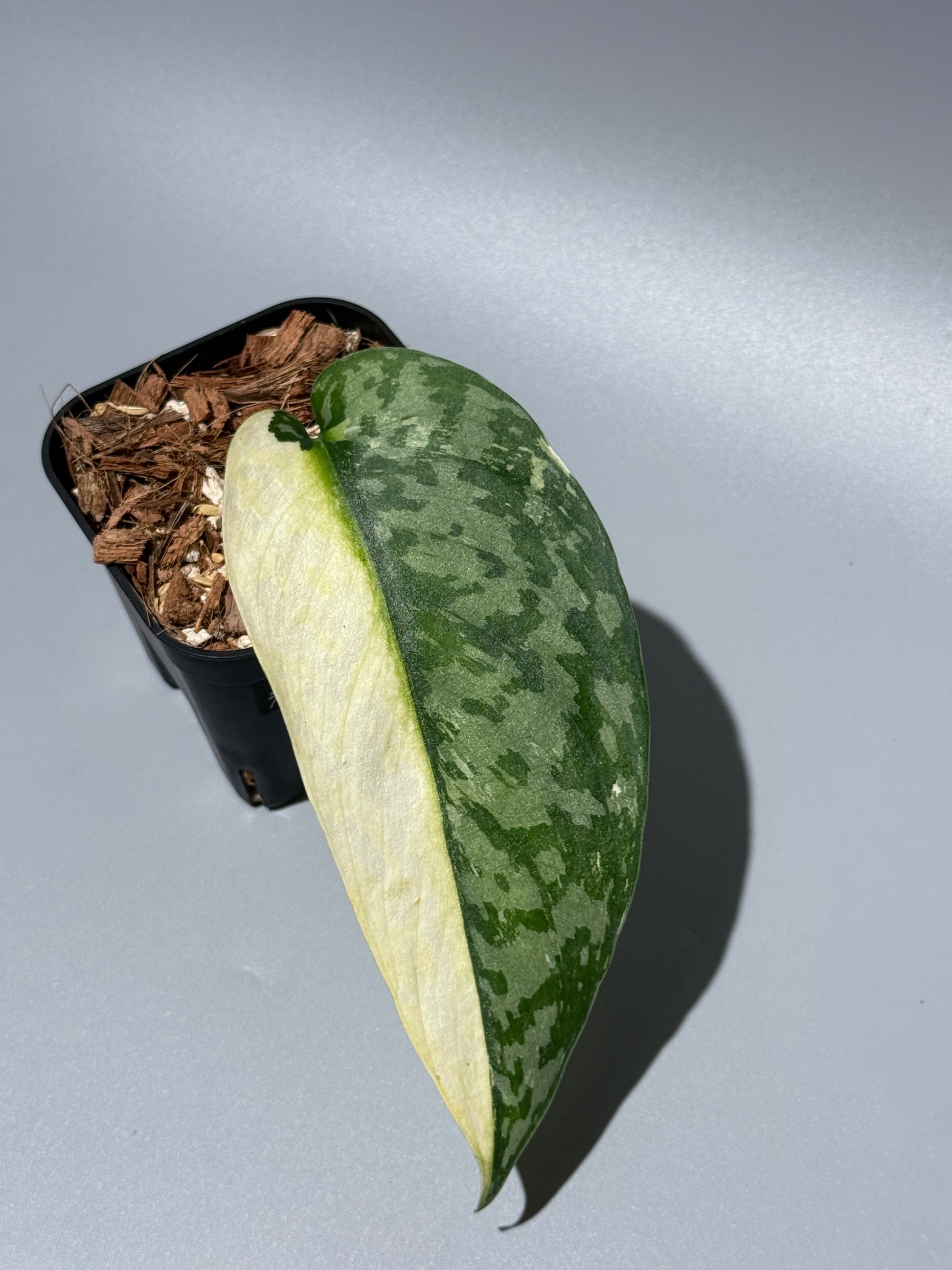 スキンダプサス ラカンビニ / Scindapsus lakambini  (1)