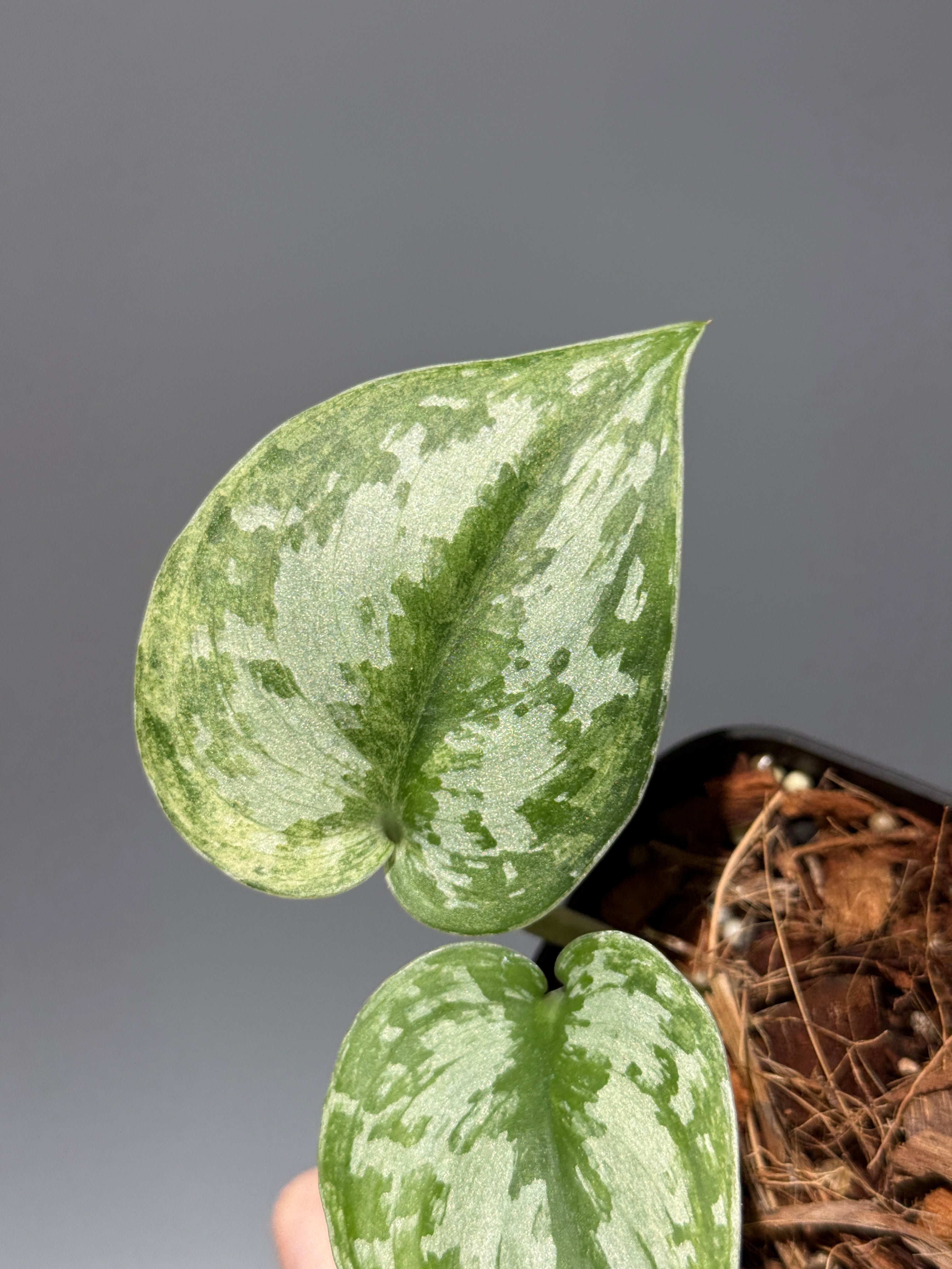 スキンダプサス　ニルマラ　1 スキンダプサス ニルマラ / Scindapsus nirmala (1) – Nakayama-Plants