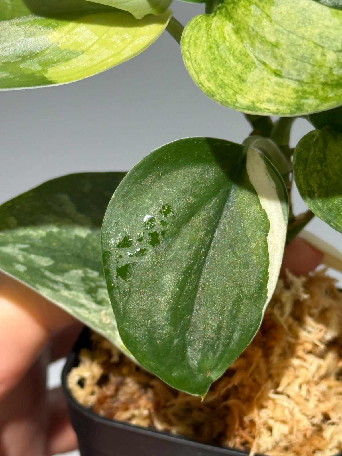 スキンダプサス エキゾチカ サラカ トリカラー  / Scindapsus Exotica salaka toricolor (2)