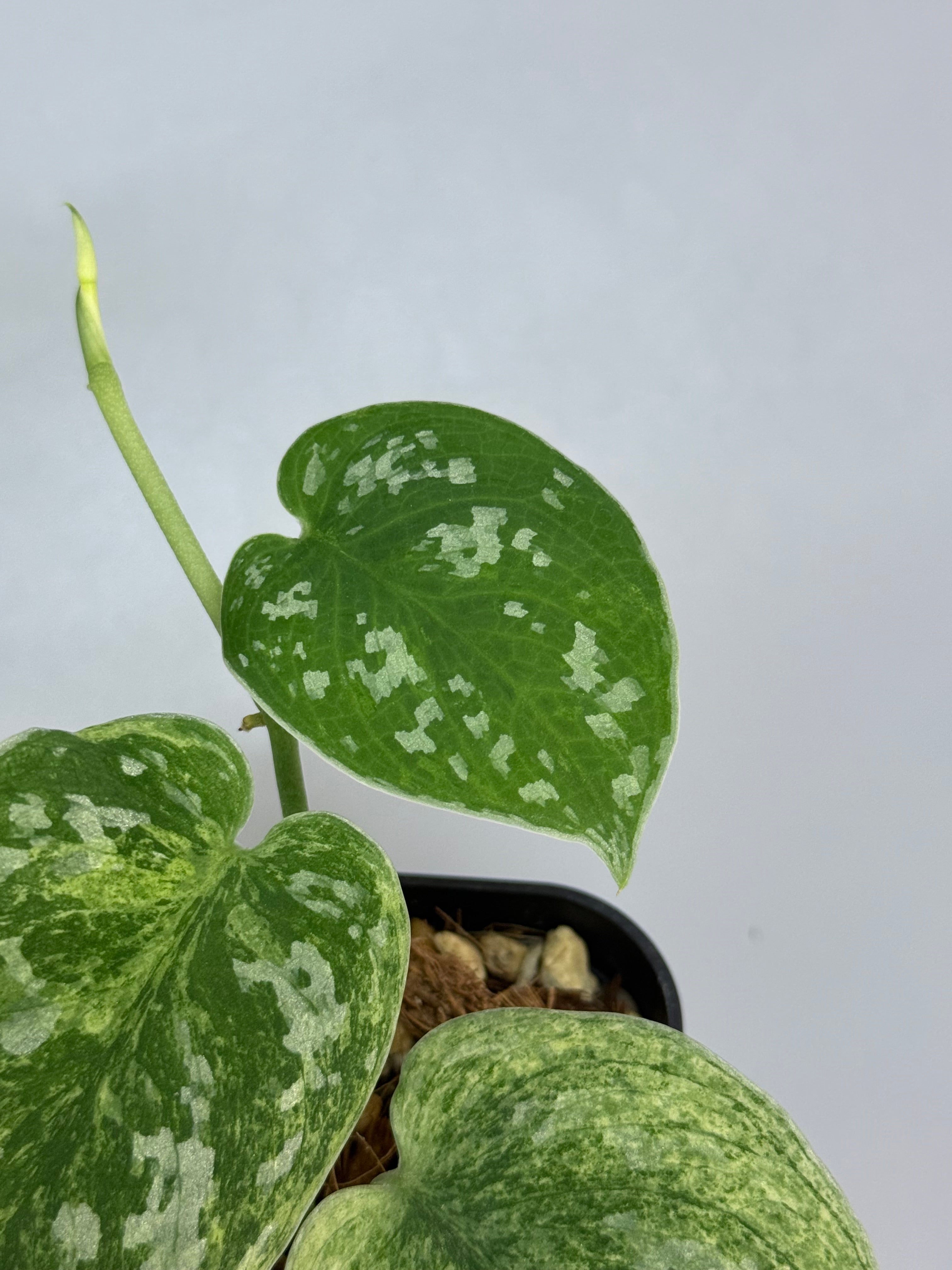 Nakayama Plants – Nakayama-Plants