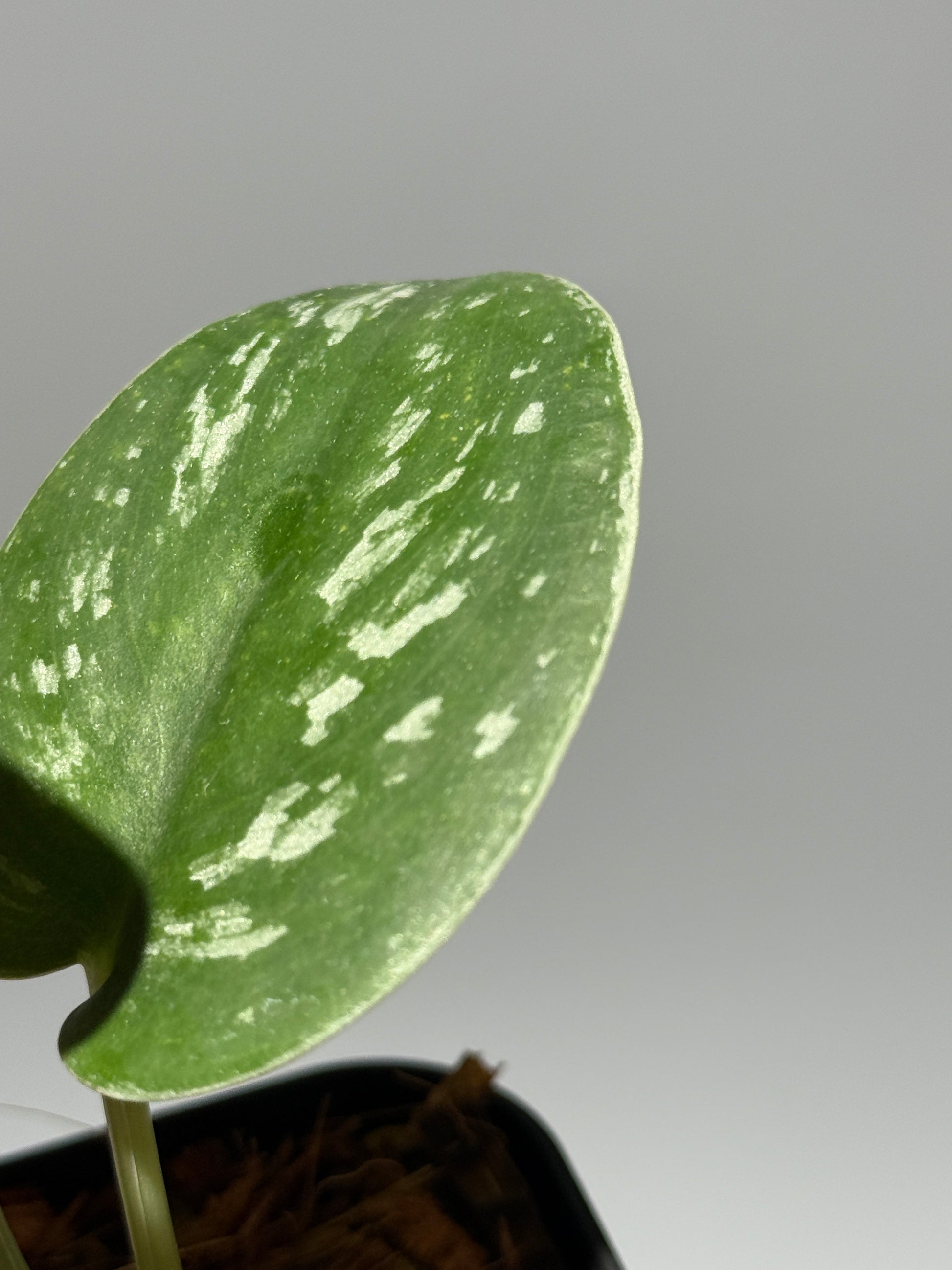 スキンダプサス  Sp.カリマンタン / Scindapsus Sp.Kalimantan (2)