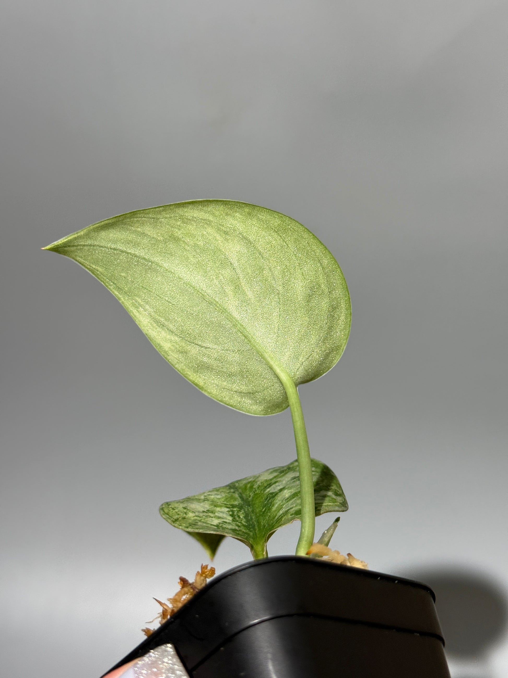 スキンダプサス エキゾチカ ホログラム / Scindapsus Exotica hologram (3)