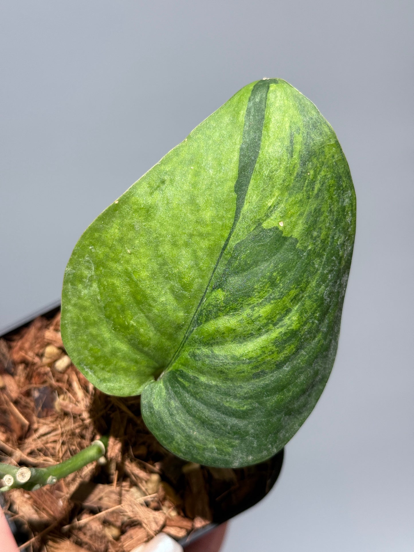 スキンダプサス レオパード グリーンオングリーン / Scindapsus Leopard GOG (1)