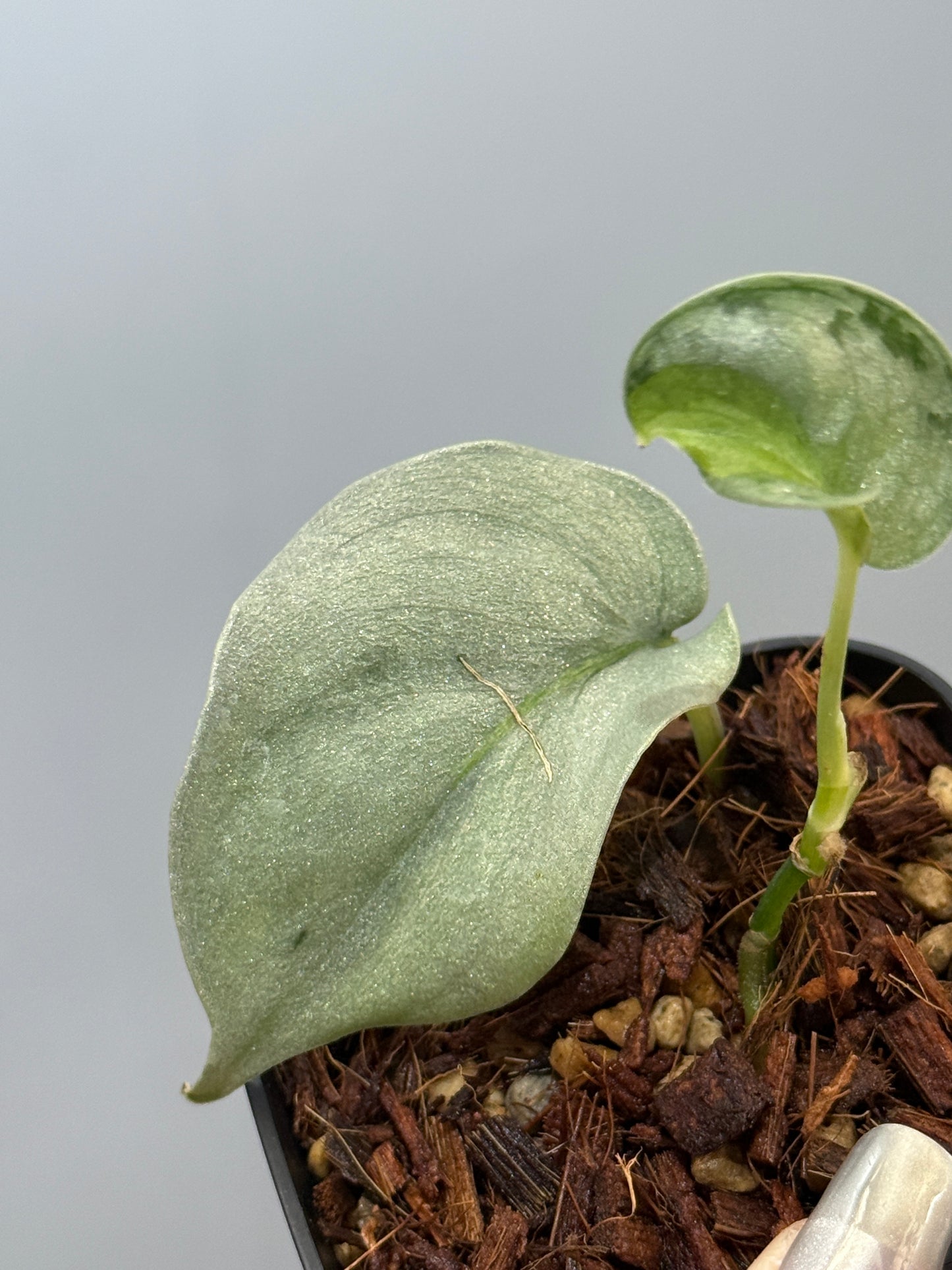 スキンダプサス ウィアード / Scindapsus Weirdo (3)