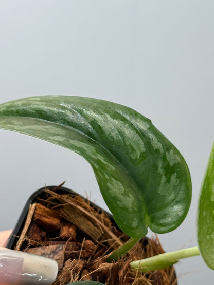 スキンダプサス エキゾチカ グローシ sp.サラワク / Scindapsus exotica glosy sp.serawak (4)