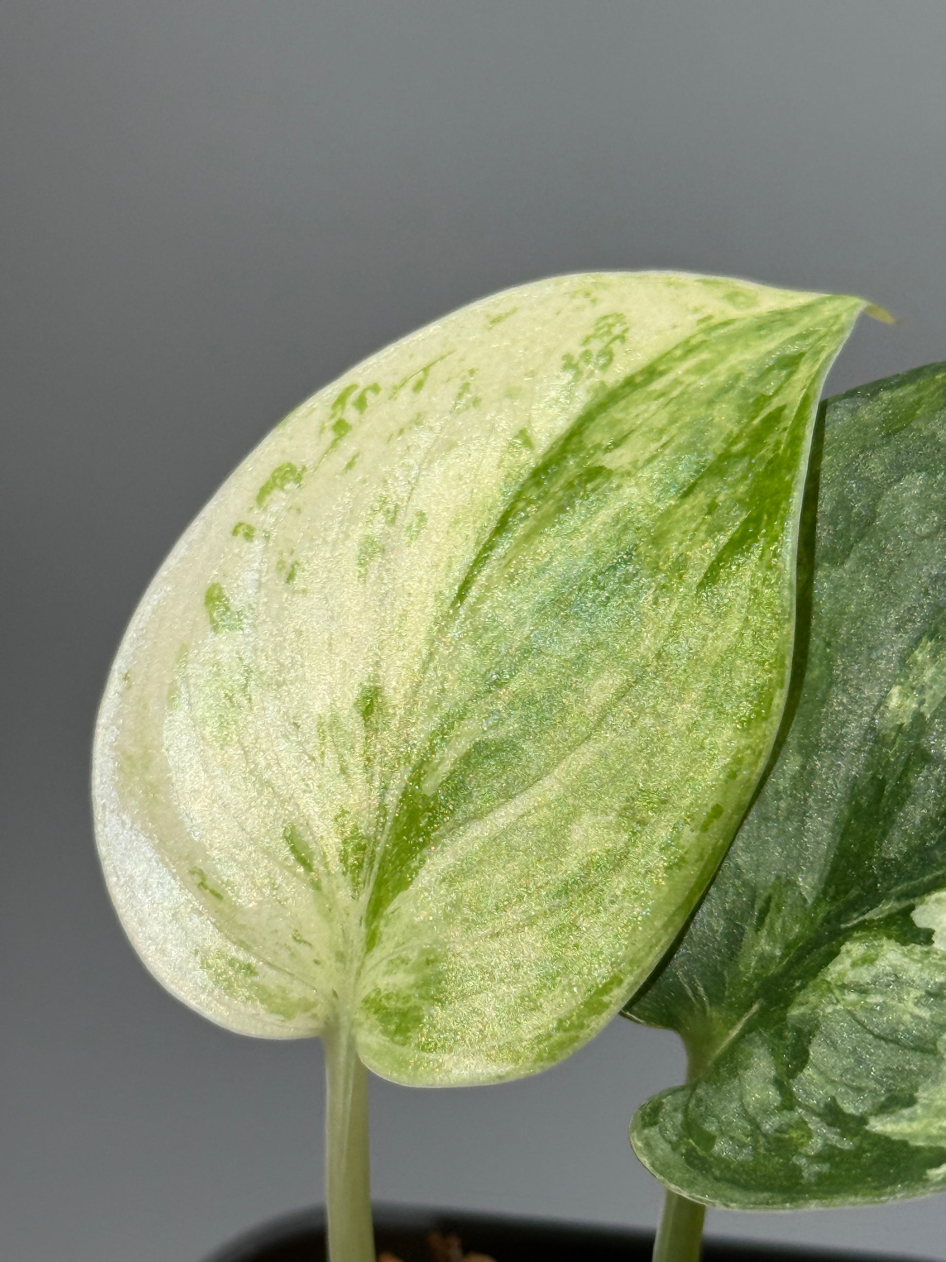 スキンダプサス ブルークラウド トリカラー / Scindapsus Exotica cloud tricolor (1)