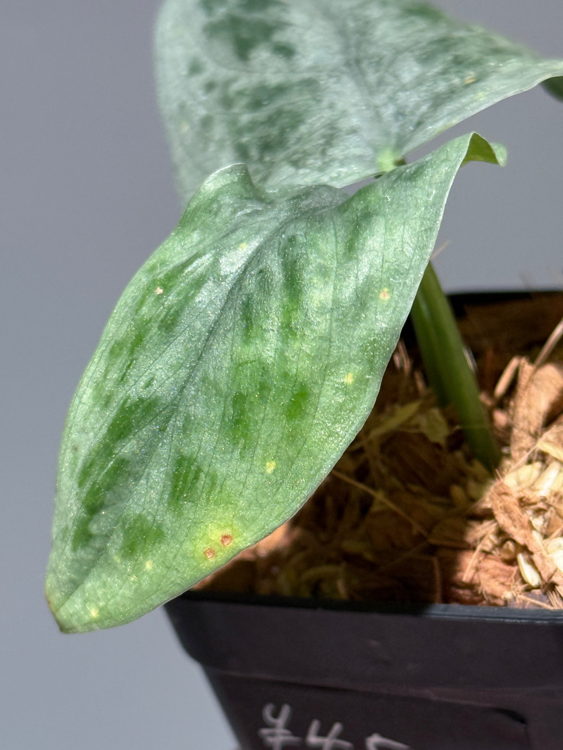 スキンダプサス  タトゥー / Scindapsus Tatoo (2)