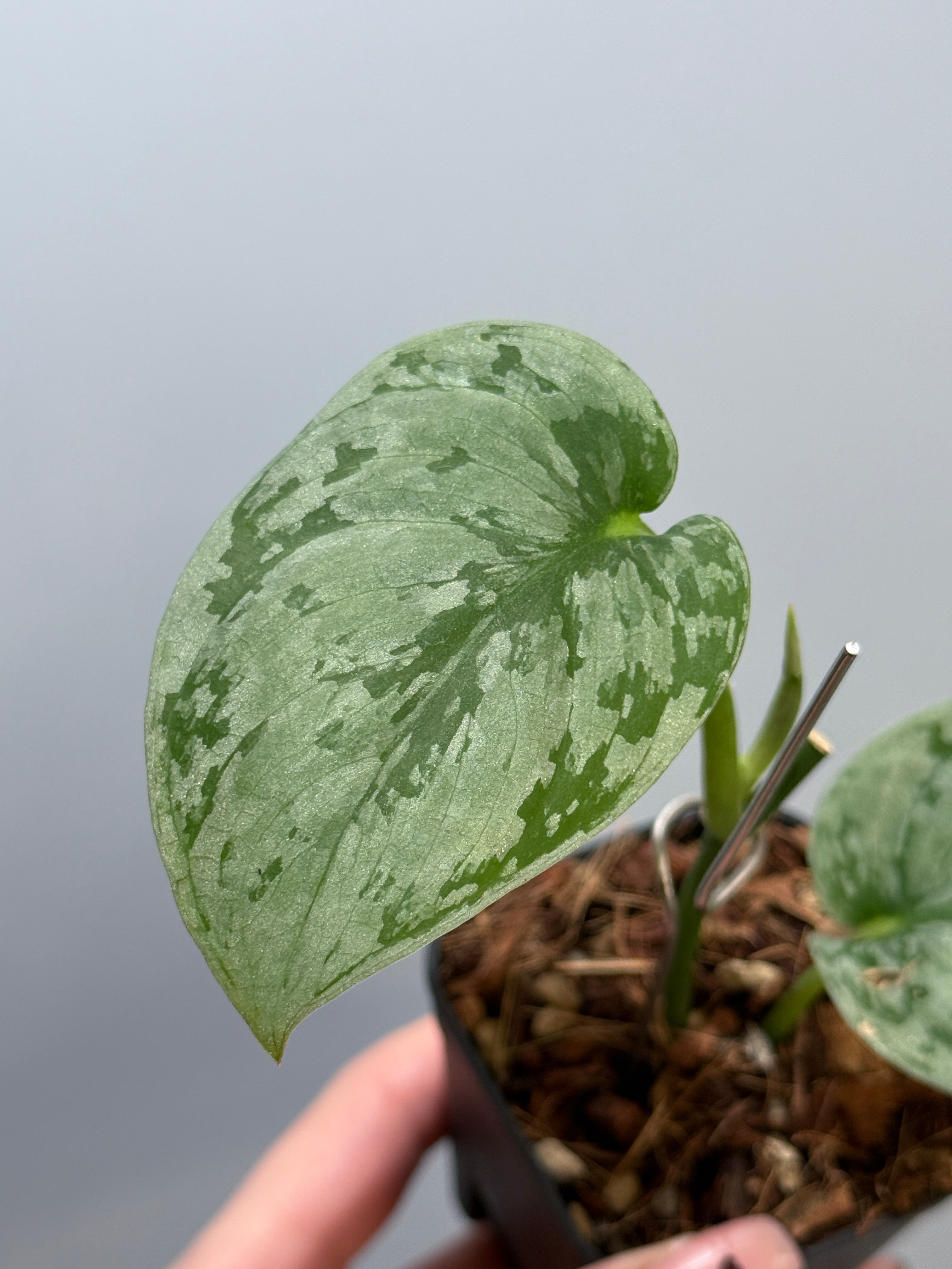 スキンダプサス sp.ジャンビ / Scindapsus sp.jambi (3) – Nakayama-Plants