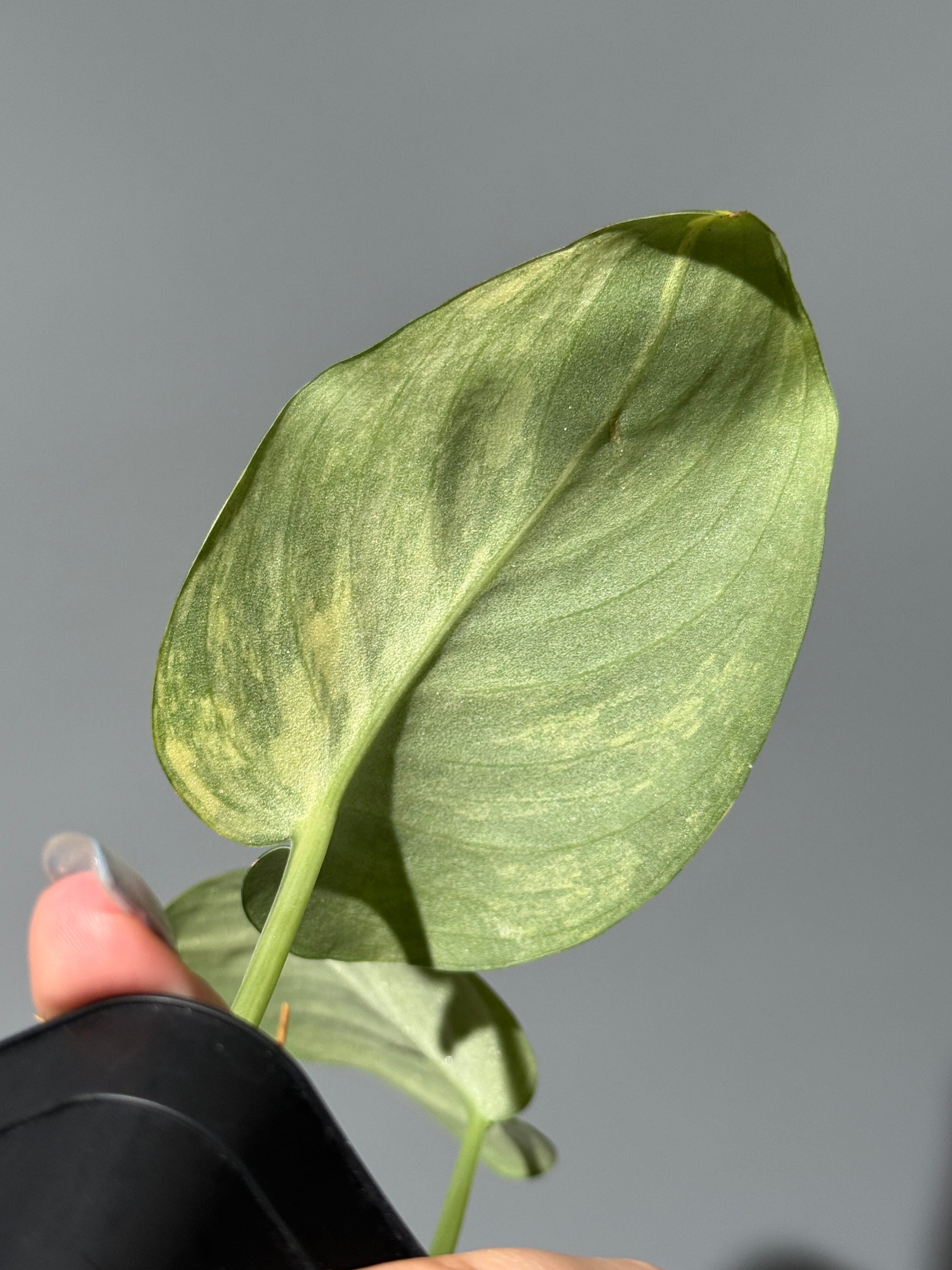 スキンダプサス ジェイドサテン オーレア  / Scindapsus jadesatin aurea (1)