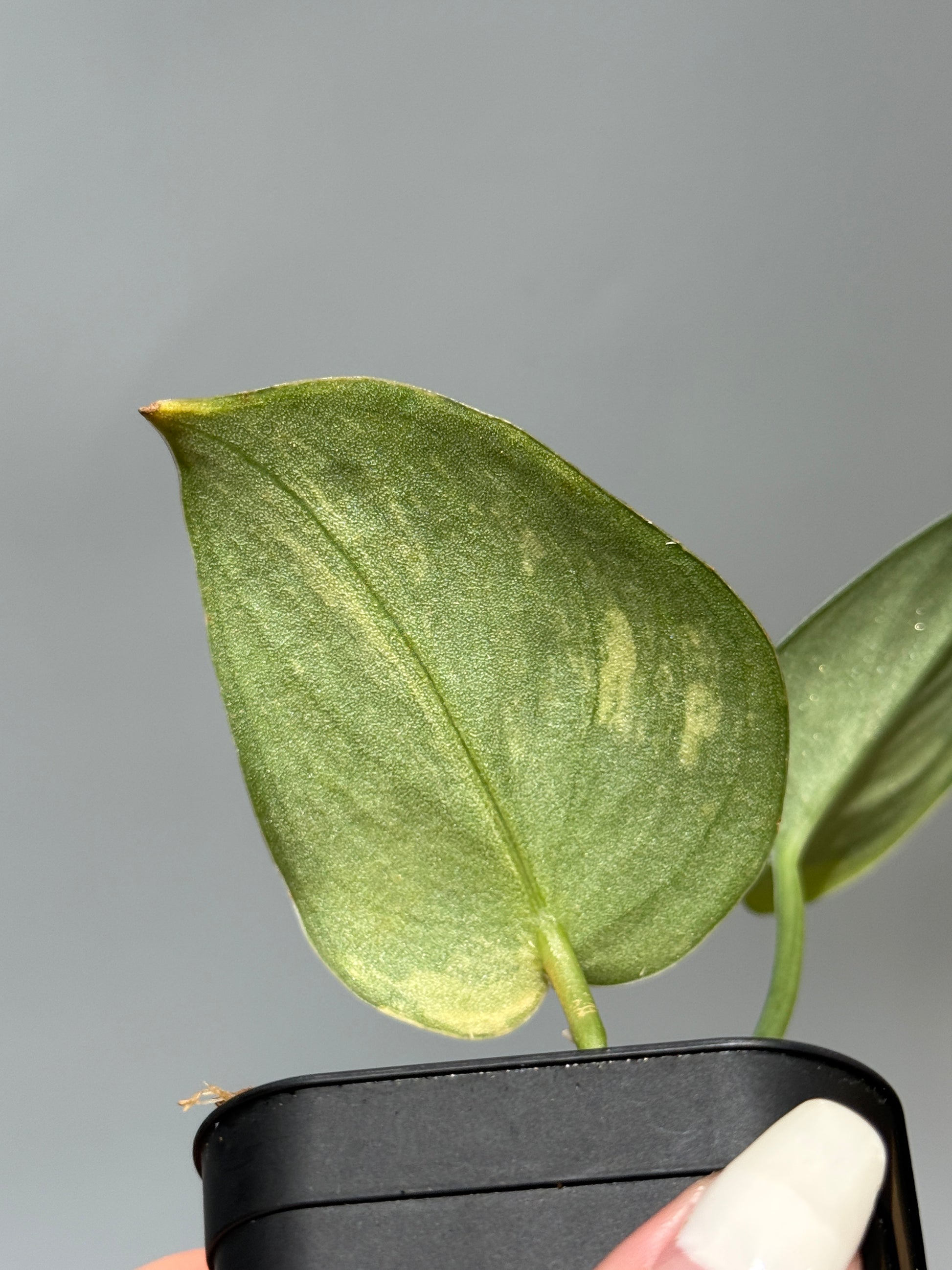 スキンダプサス グリーン ダイヤモンド / Scindapsus Green diamond (1)