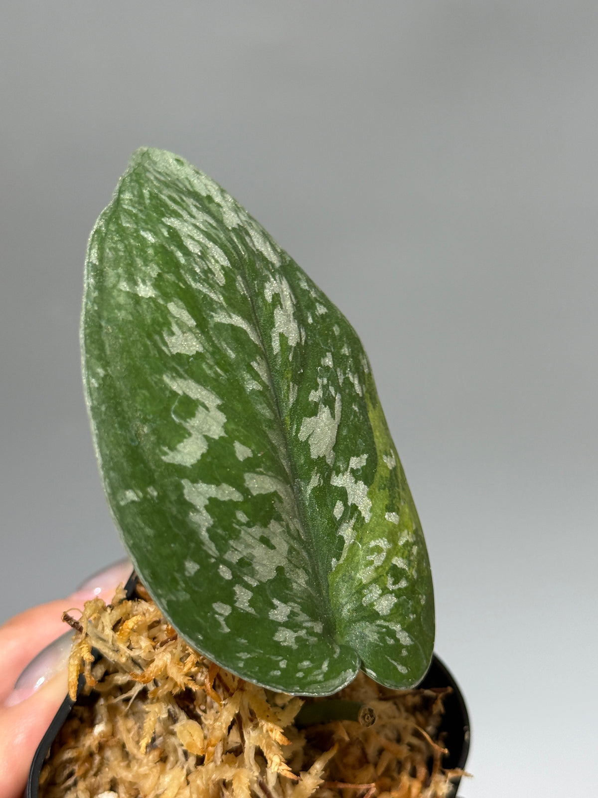 スキンダプサス アルギレウス マクマク / Scindapsus Argyraeus makumaku (1)