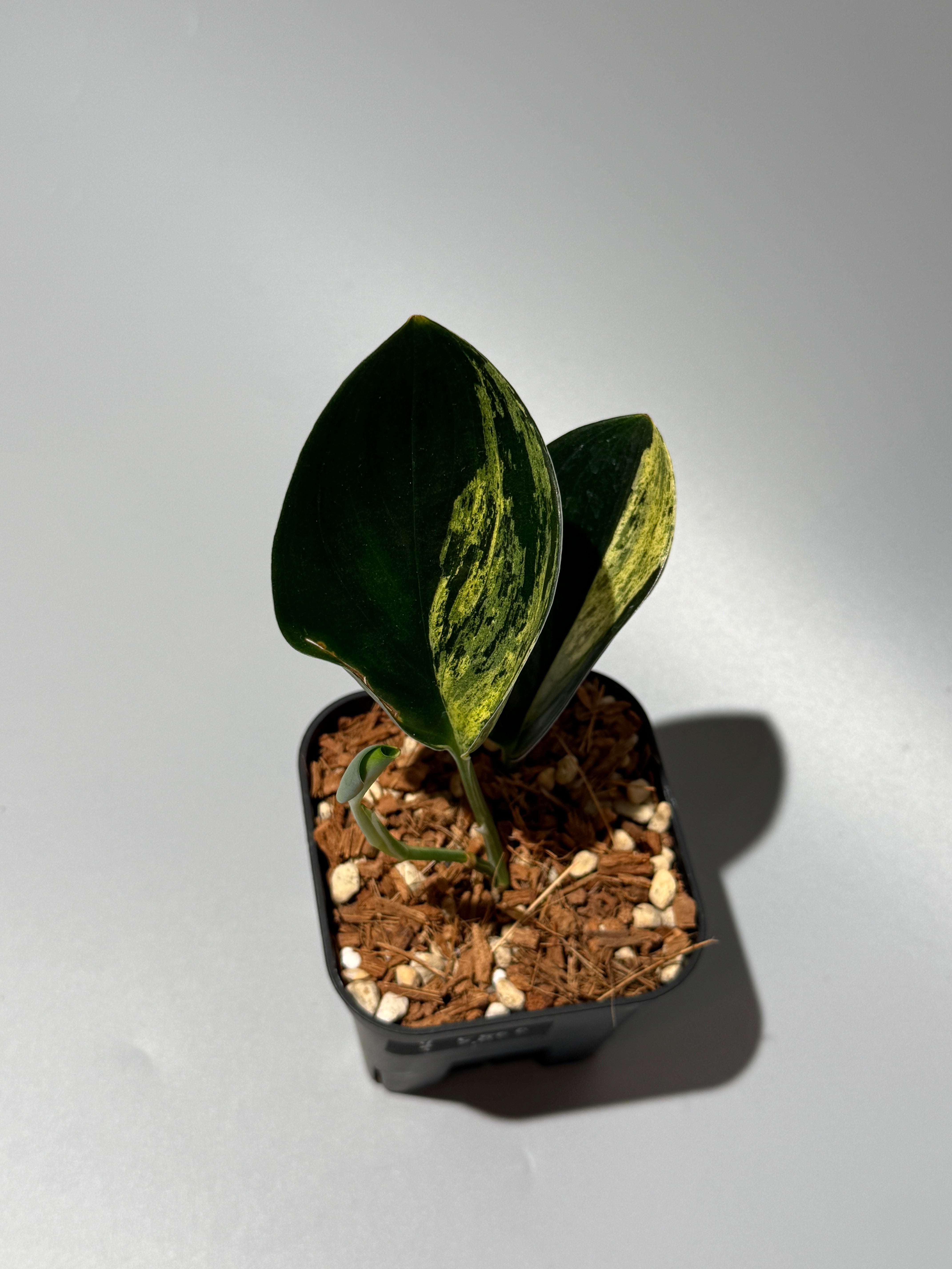 All Plants – Nakayama-Plants