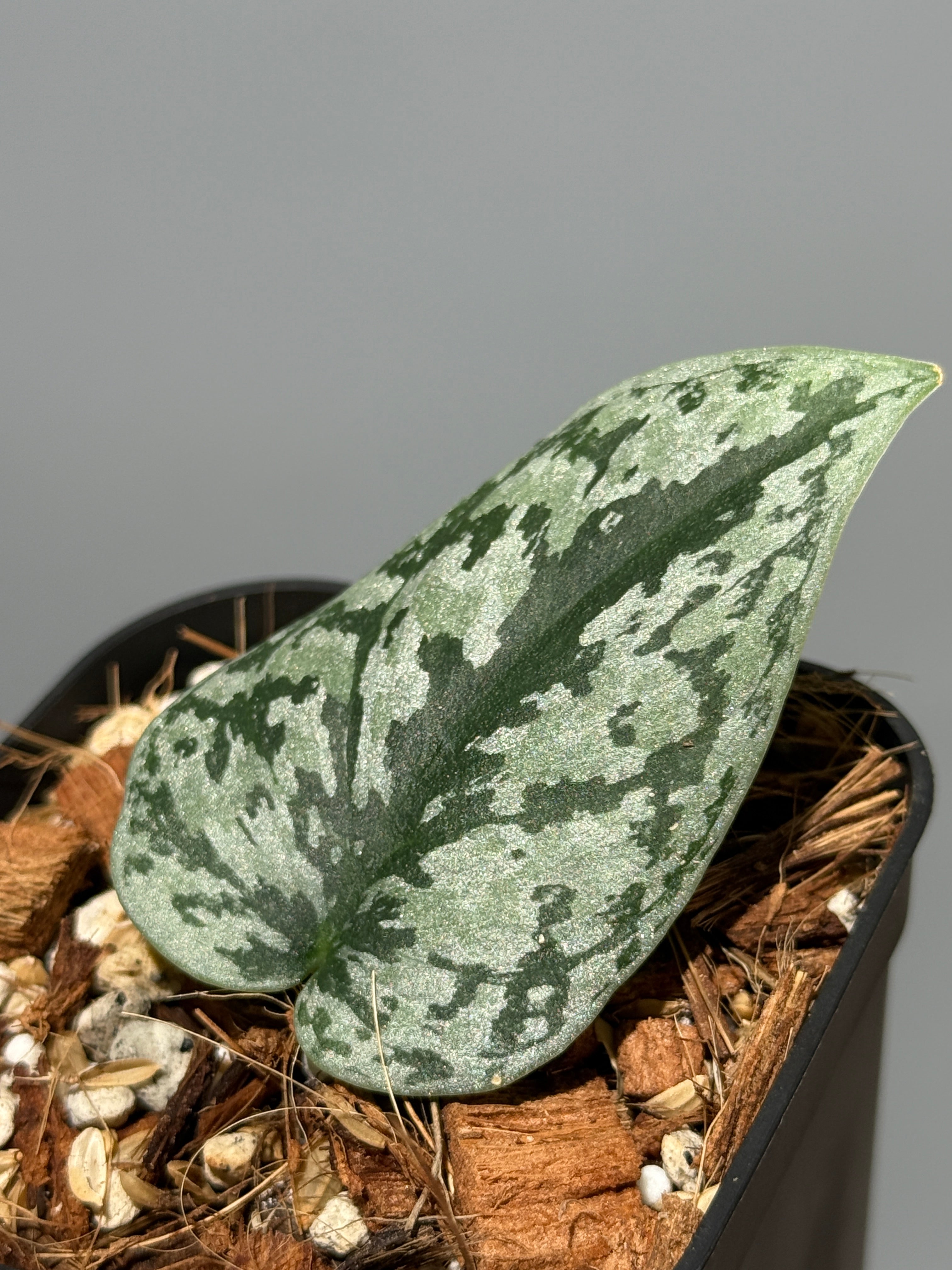 Nakayama Plants公式オンラインストア｜スキンダプサス専門店