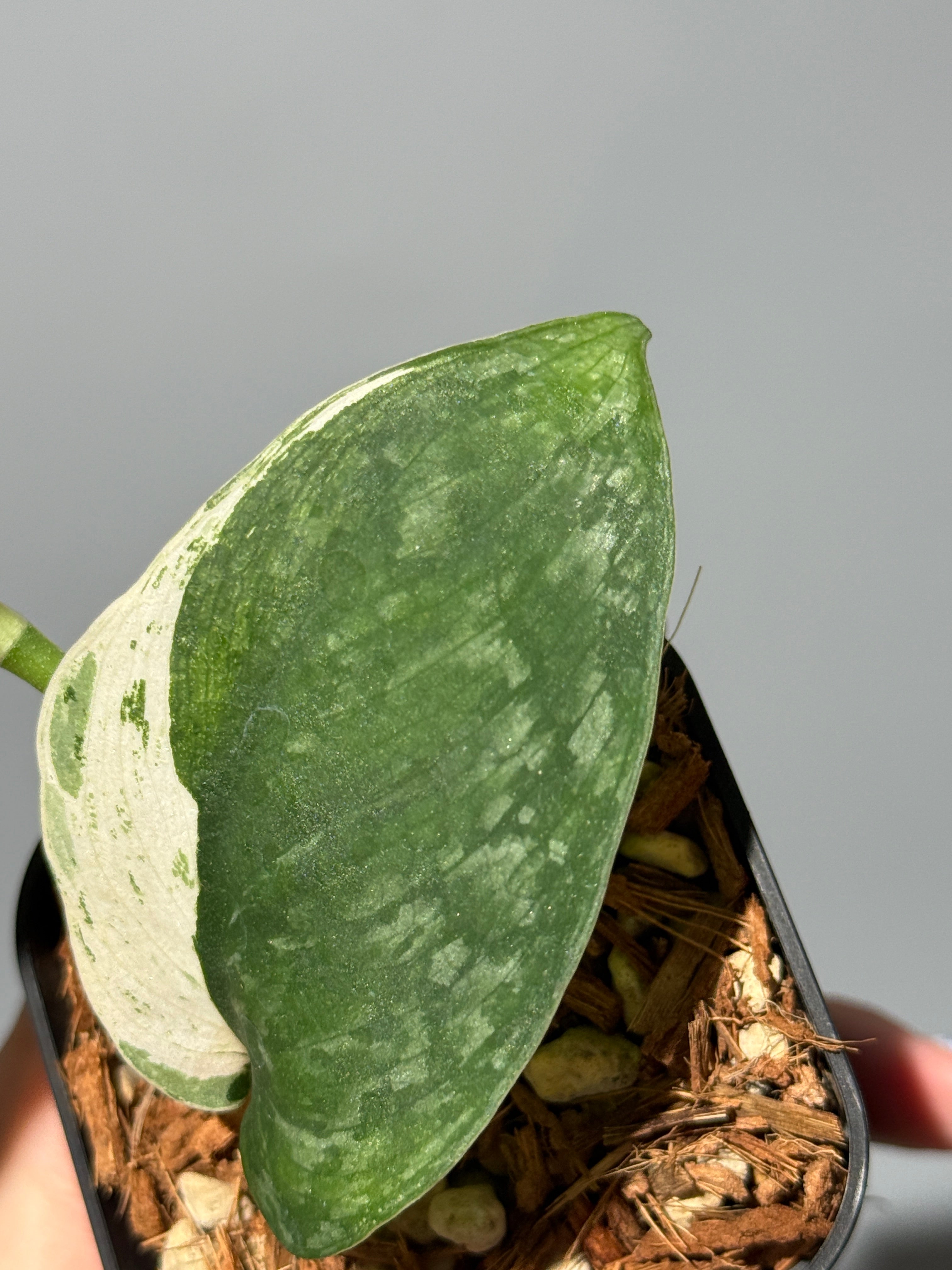 All Plants – Nakayama-Plants